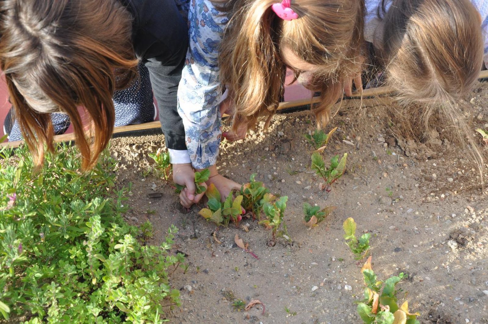 Tres pequeñas recolectan hortalizas en un huerto.