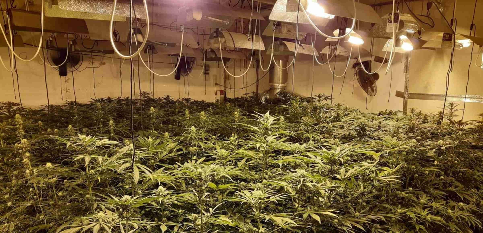 Plantación ilegal de marihuana.