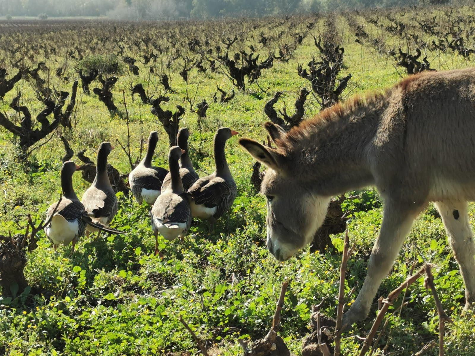 Gansos y asnos, alternativa a los herbicidas en viñedos de Doñana.