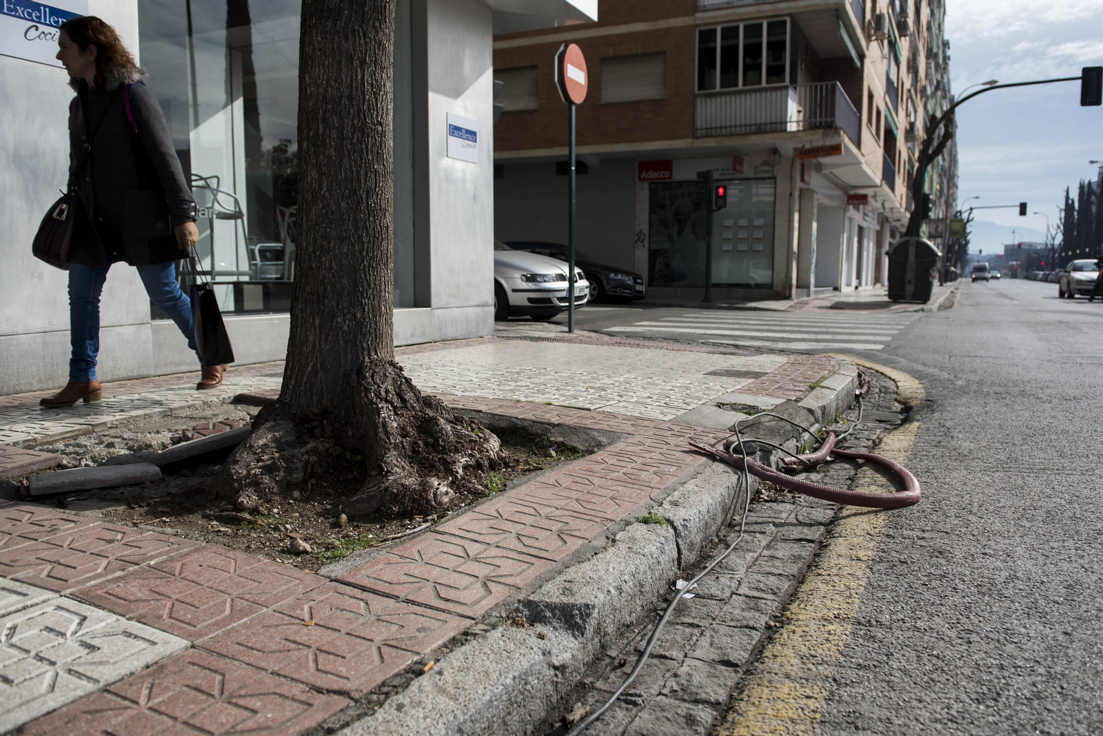 El eje Arabial-Palencia terminará con 200 árboles de gran porte en Granada