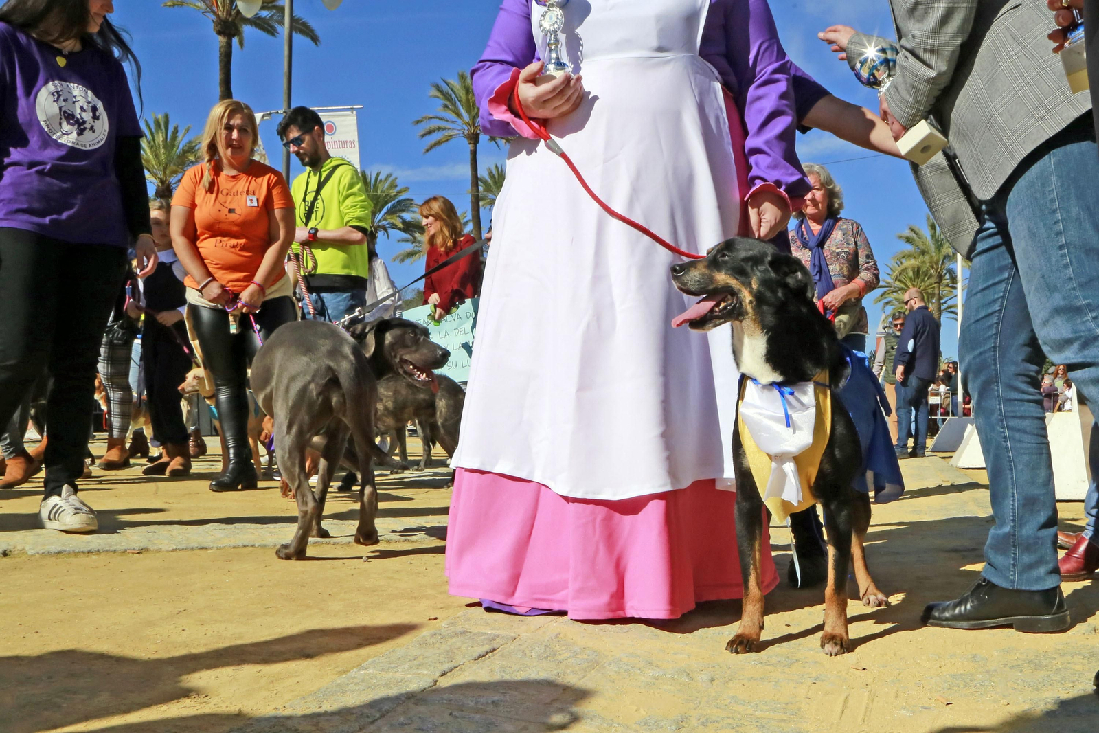 Imágenes de San Antón 2020 en Jerez