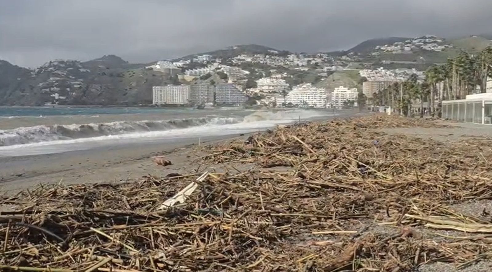 La playa de San Cristóbal cubierta de cañas