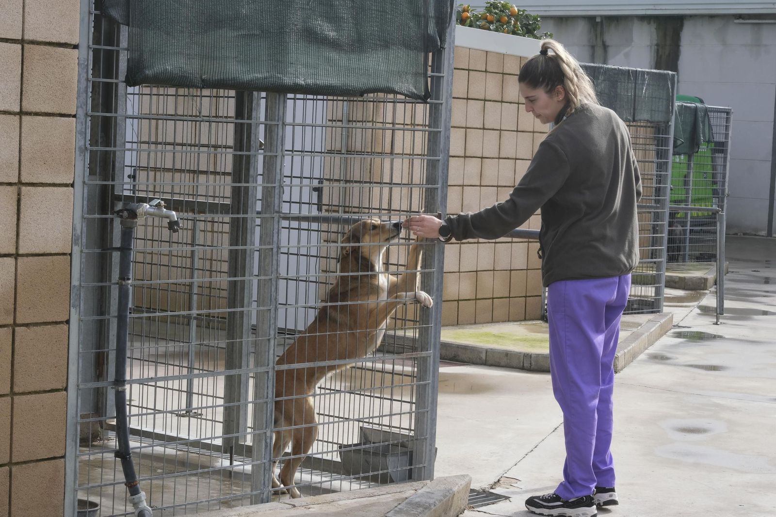Una cuidadora del Centro de Bienestar Animal de Sadeco atiende a un perro
