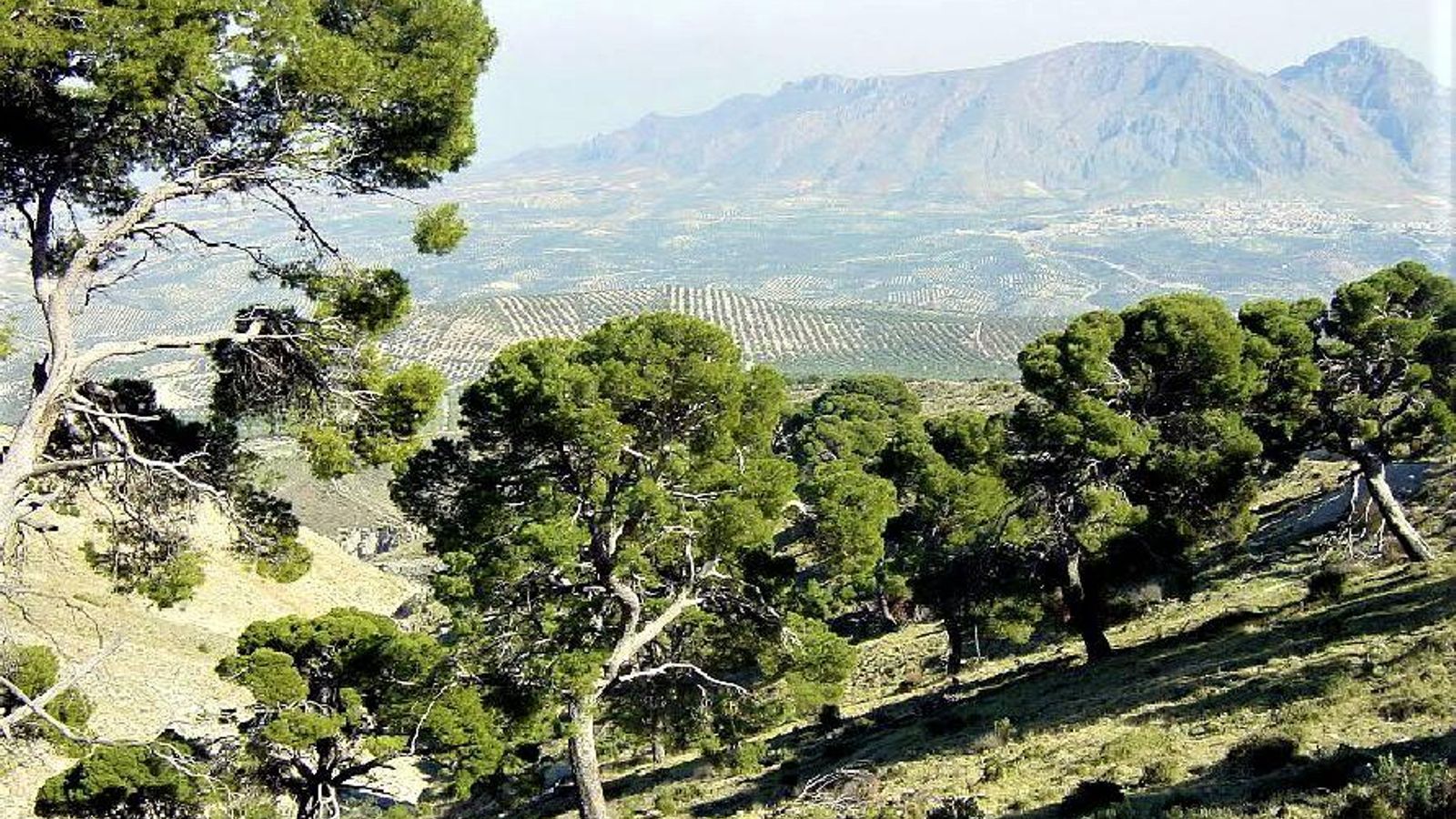 Pinar de Cánava, un bosquete mediterráneo que puedes visitar en Jimena.
