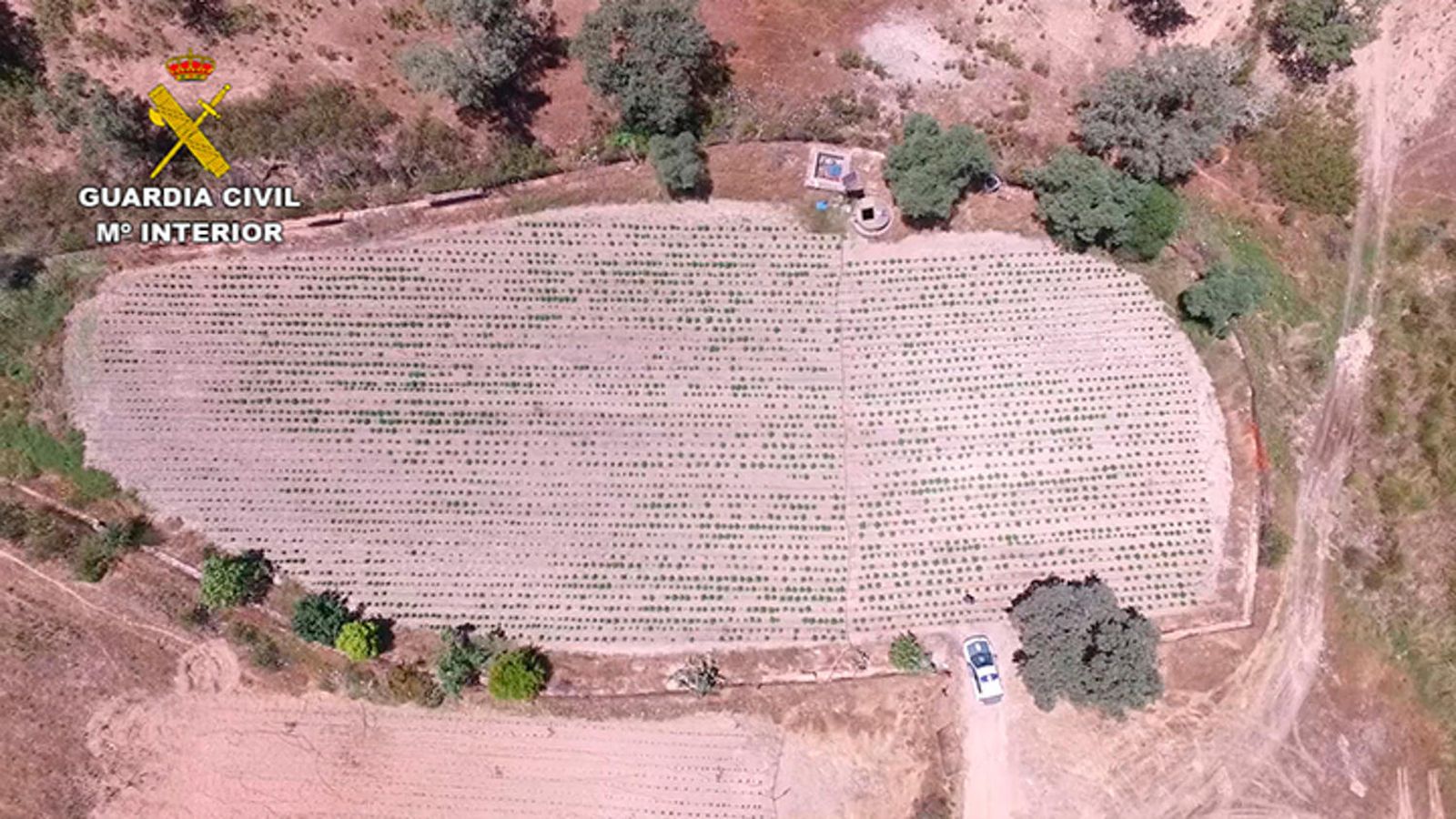 Delimitación de la finca donde se cultivaba marihuana en El Cerro de Andévalo.