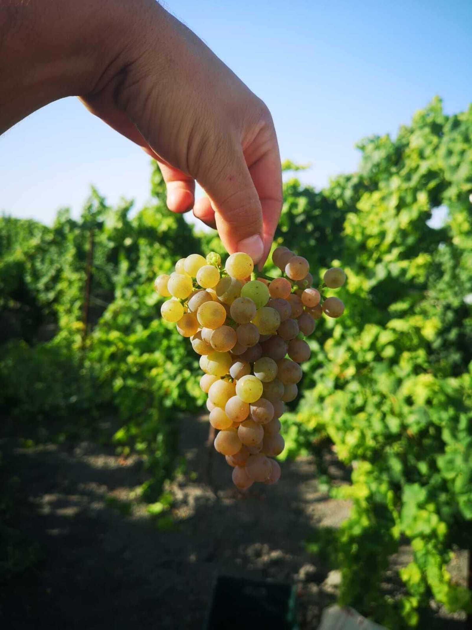 Racimo de uva Gwürztraminer con la que Cortijo de Jara elabora su blanco de la Tierra de Cádiz.