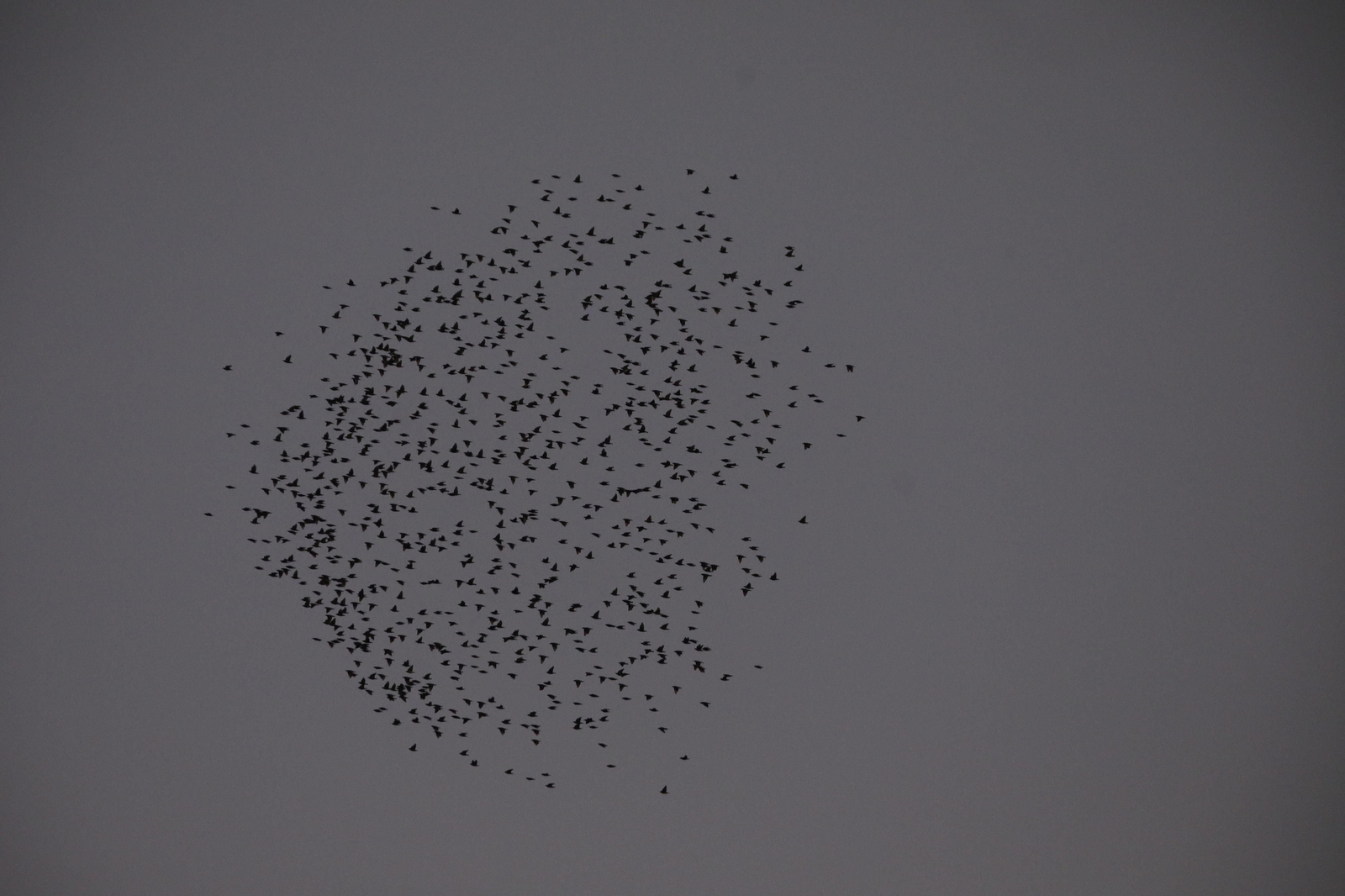 Las aves que habitan en Los Sotos de la Albolafia de Córdoba, en fotografías