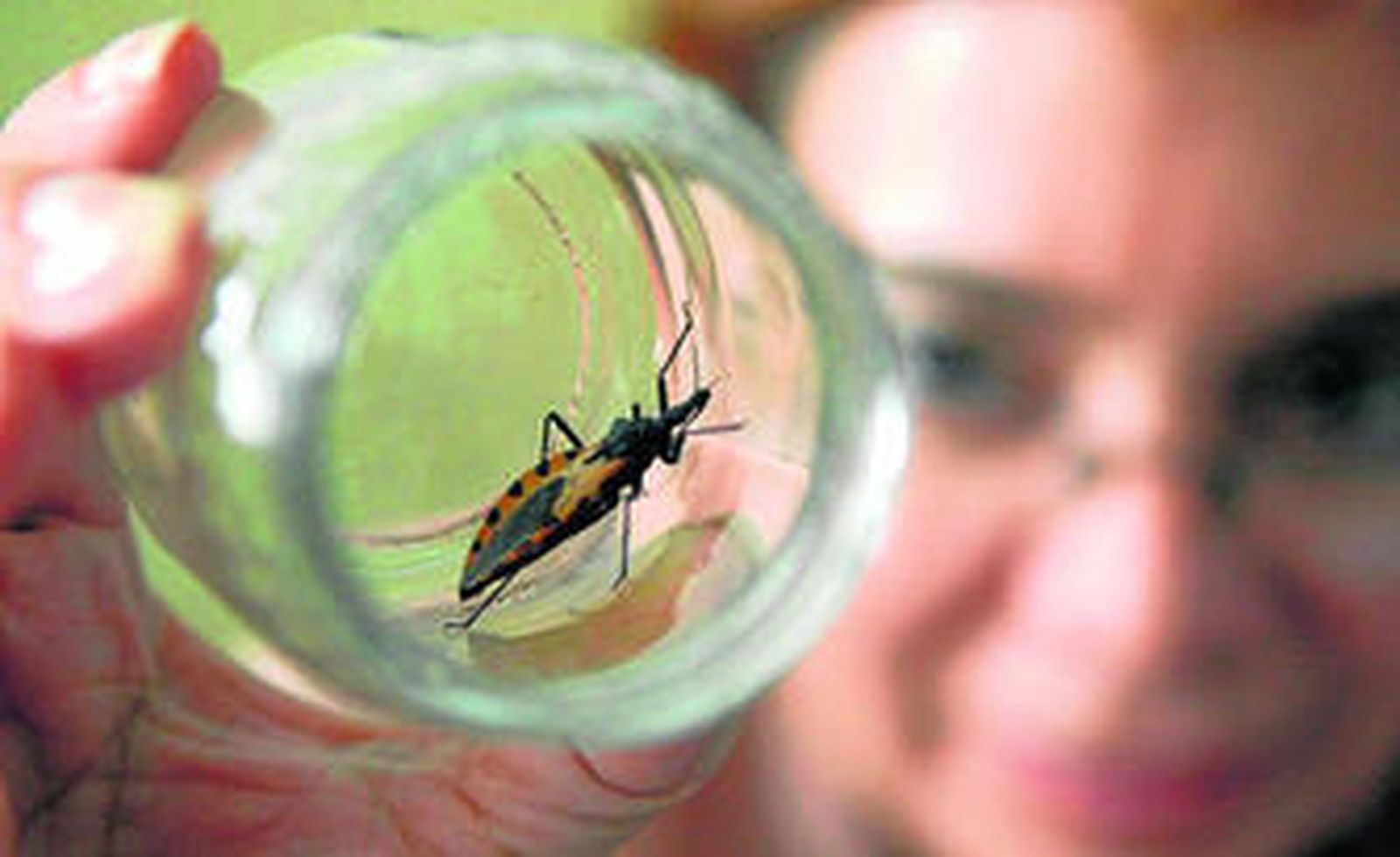 Ejemplar de la 'chinche picuda', transmisora del mal de Chagas, más conocida como la enfermedad de los pobres.