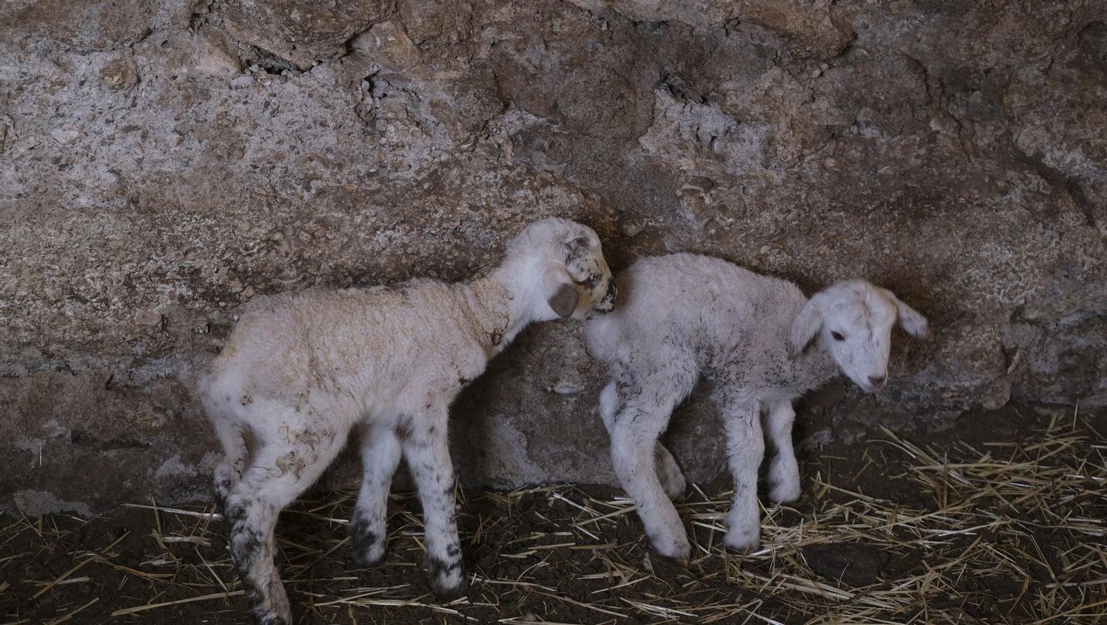 Fotogalería de la ganadería tradicional de Vélez Rubio, las imágenes más tiernas de los corderos recién nacidos