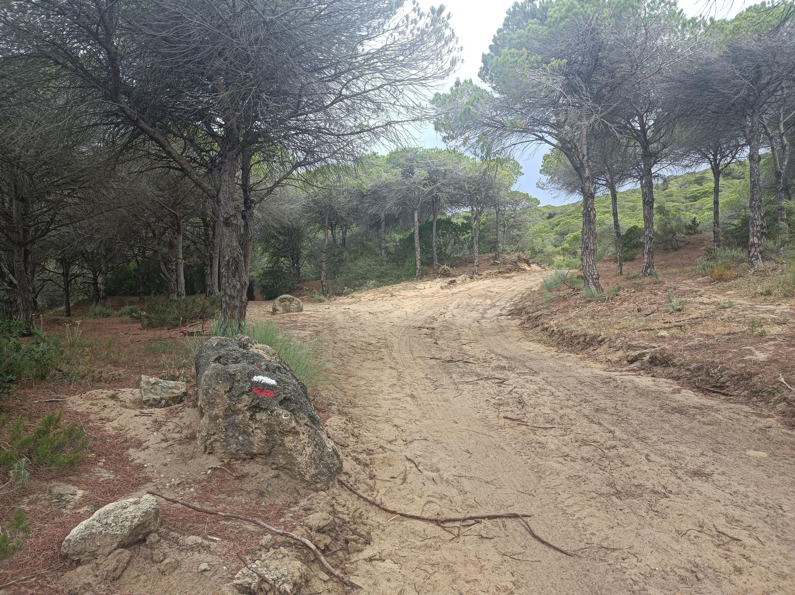 Los kilómetros finales avanzan por un bello pinar.