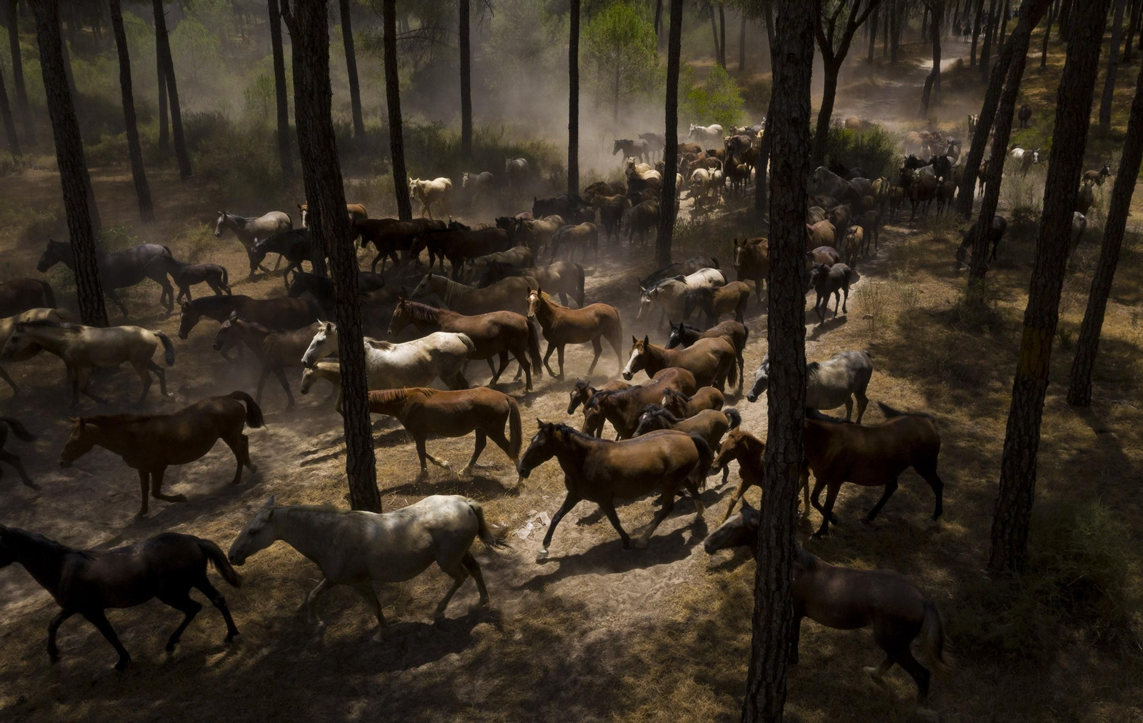 La Saca de las Yeguas, en imágenes