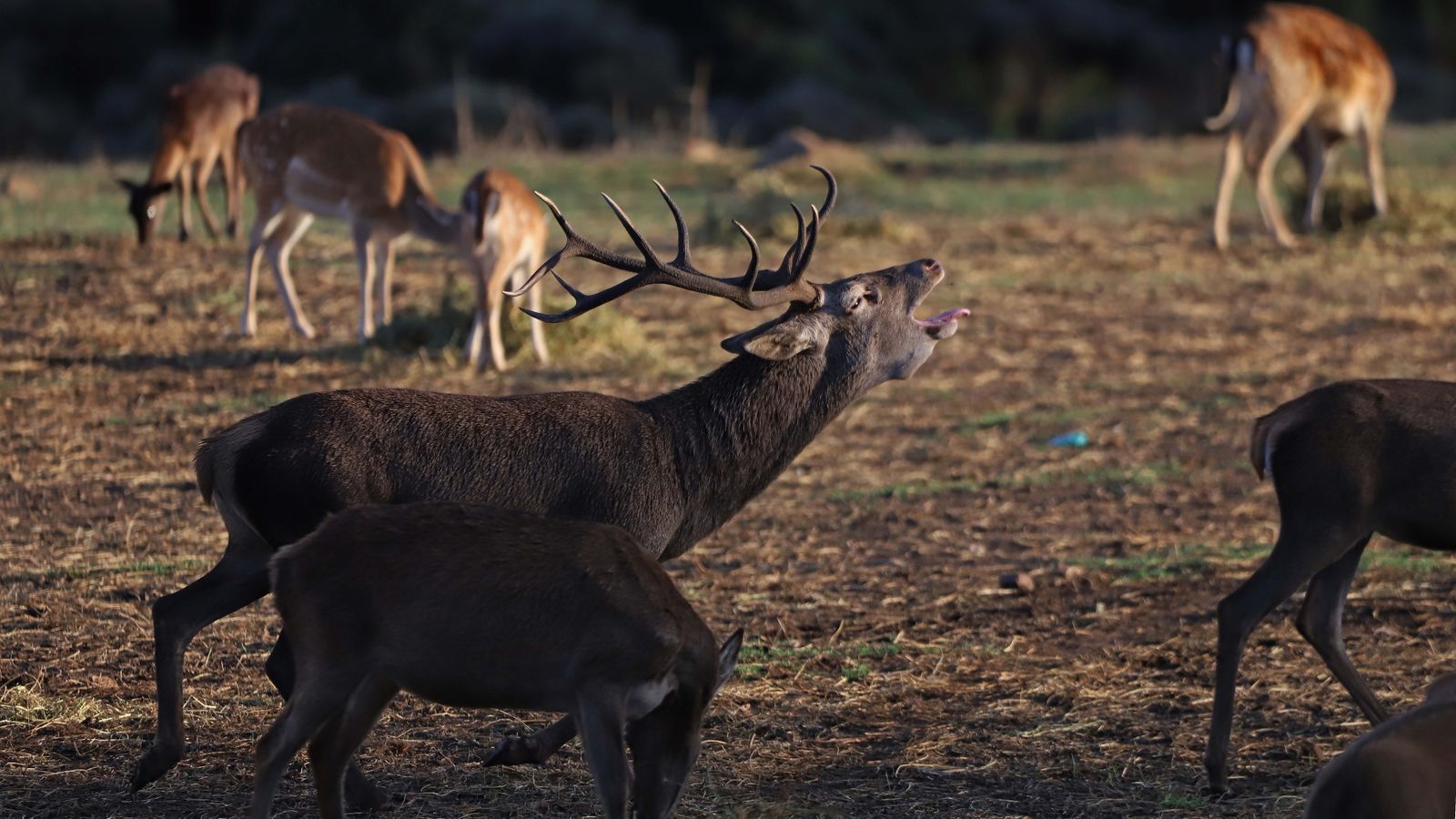 Fotos de la berrea en el Campo de Gibraltar