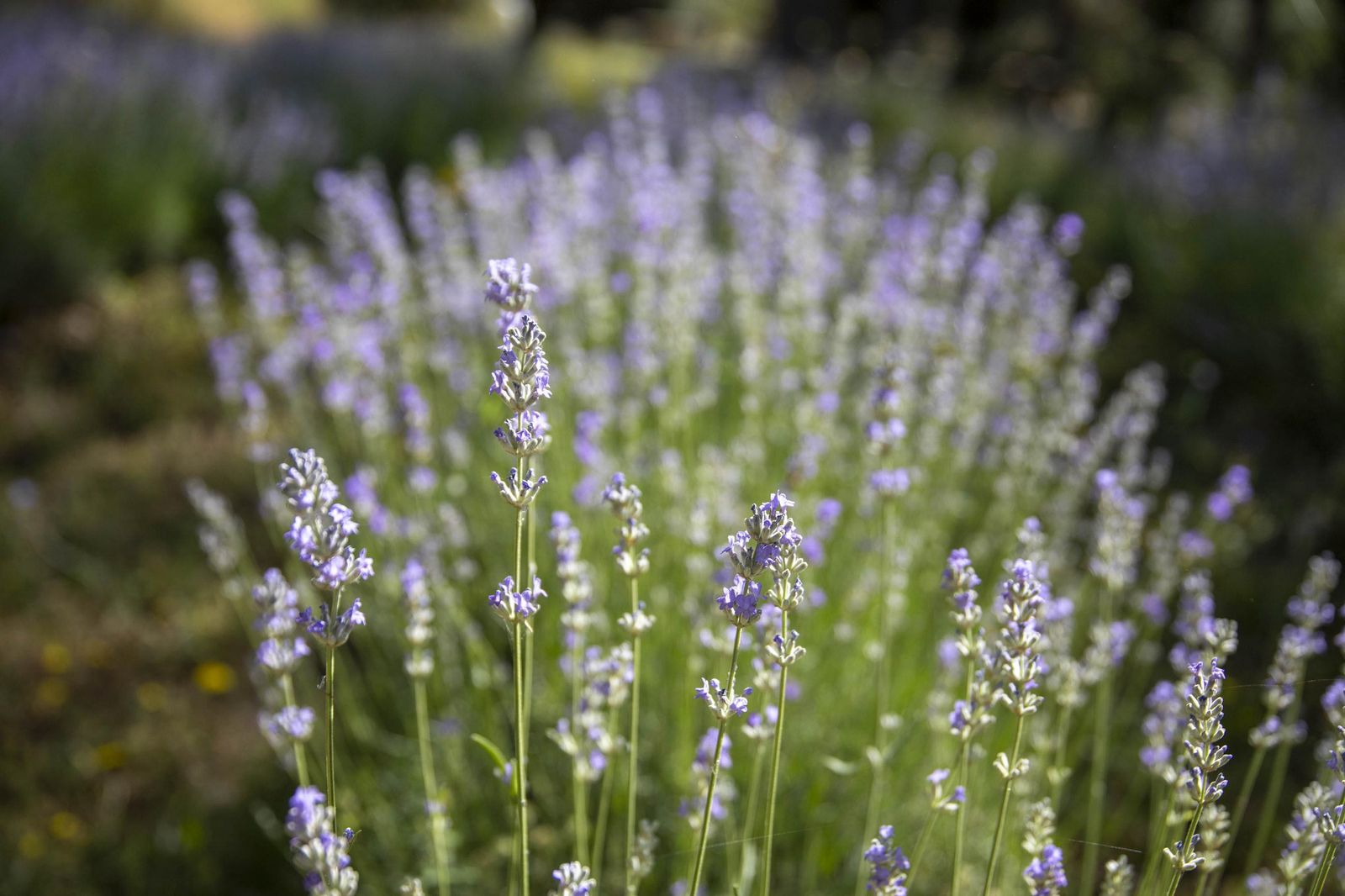 El jardin de lavandas en Benecid
