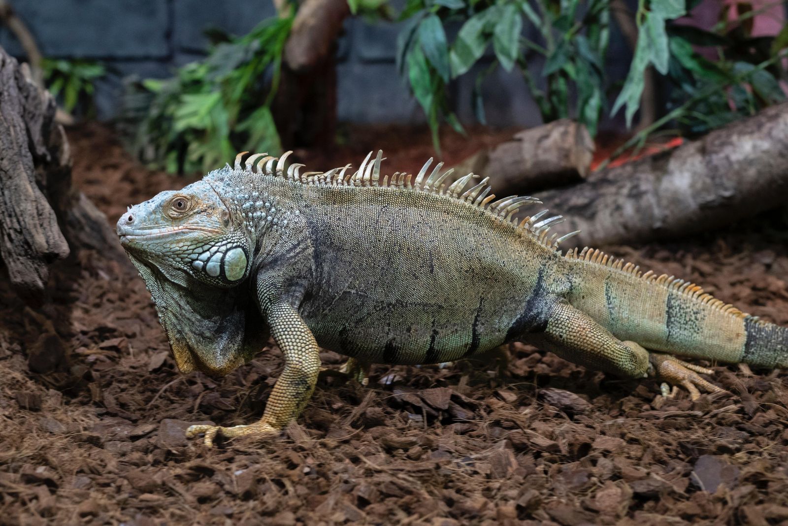 Qué accesorios comprar para tu terrario