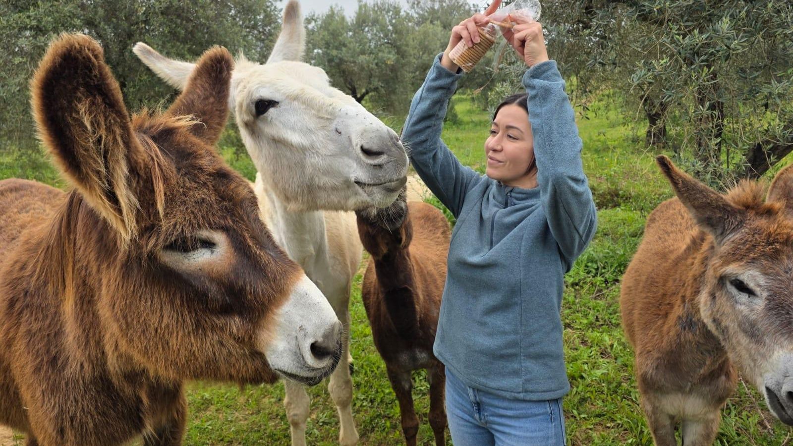 Una mujer dando de comer galletas a los burros del centro.