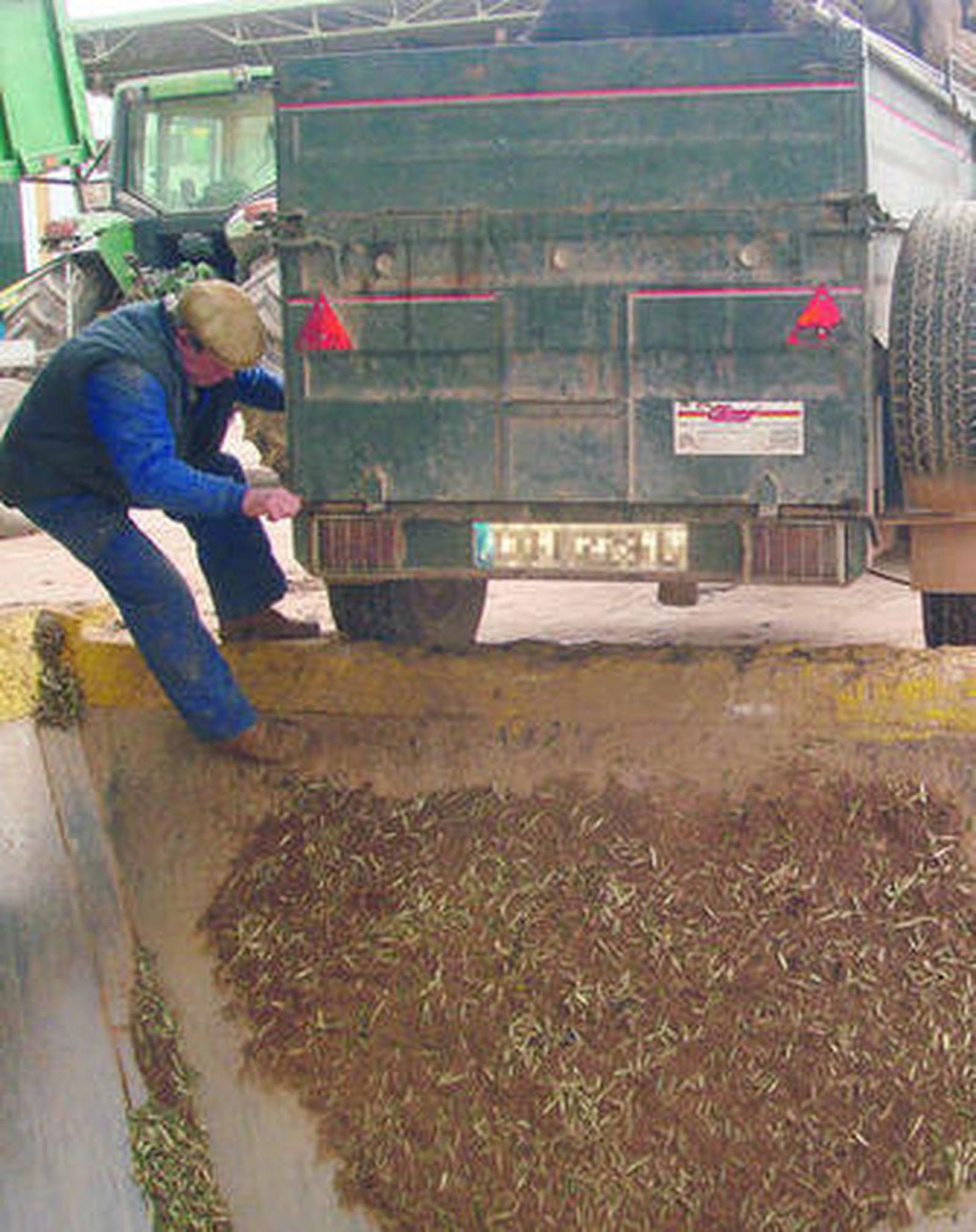 Un hombre vacía su aceituna en la cooperativa La Pontanense de Puente Genil.
