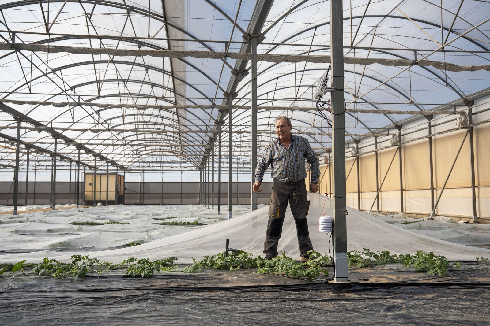 La primavera se planta en invierno entre sandías y tomates almerienses