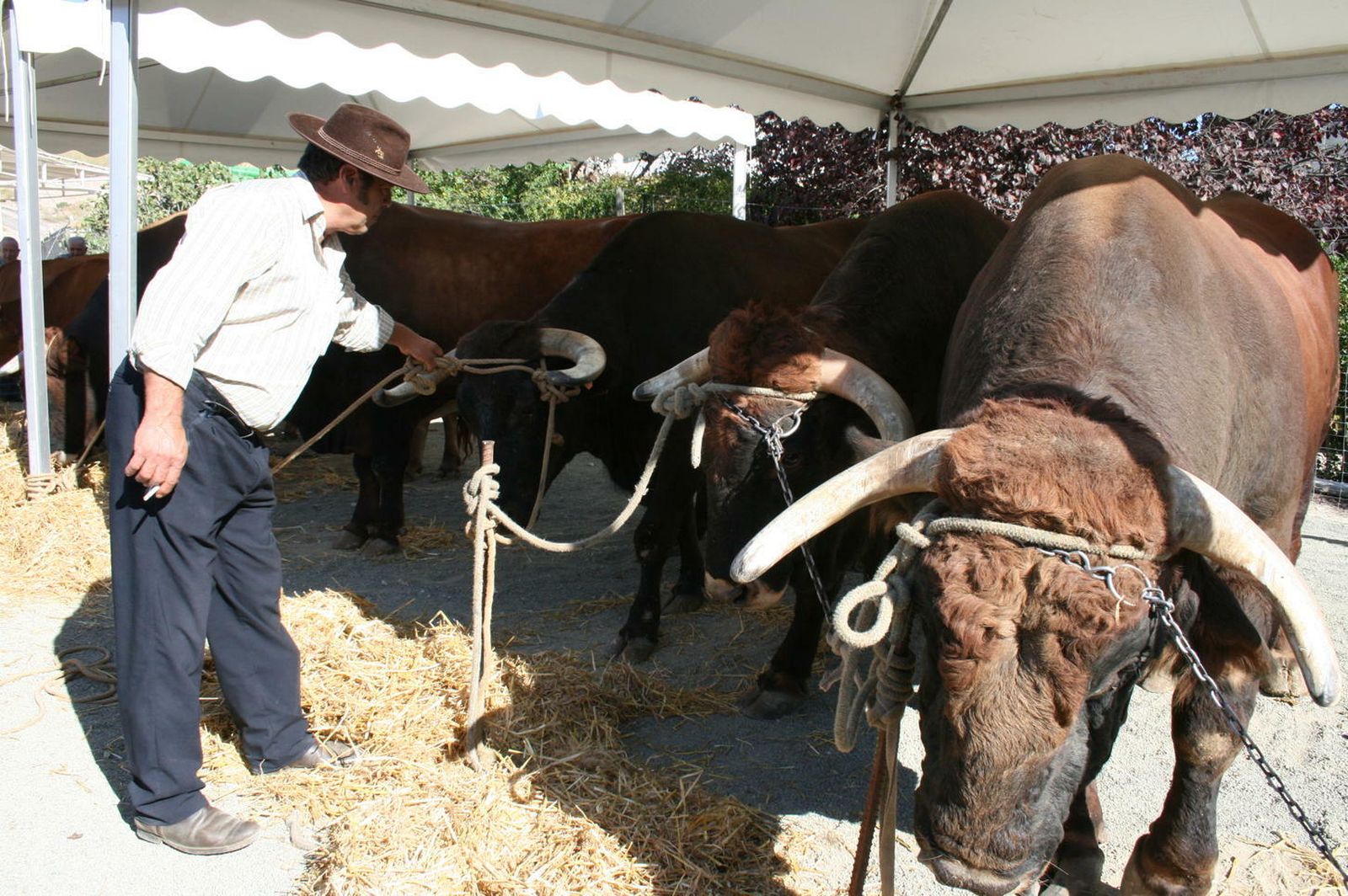 Feria del Ganado en Villanueva de Tapia.