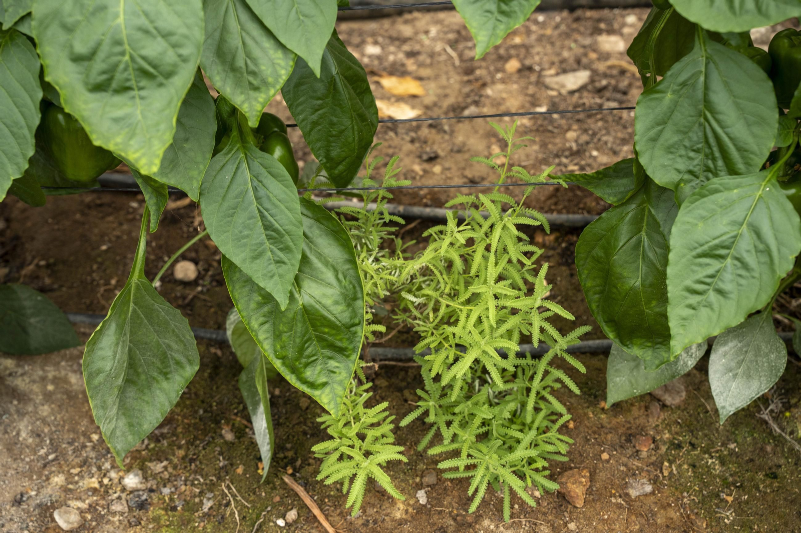 Las imágenes de la suelta de bichos depredadores para la lucha biológica en invernadero por Agrobio