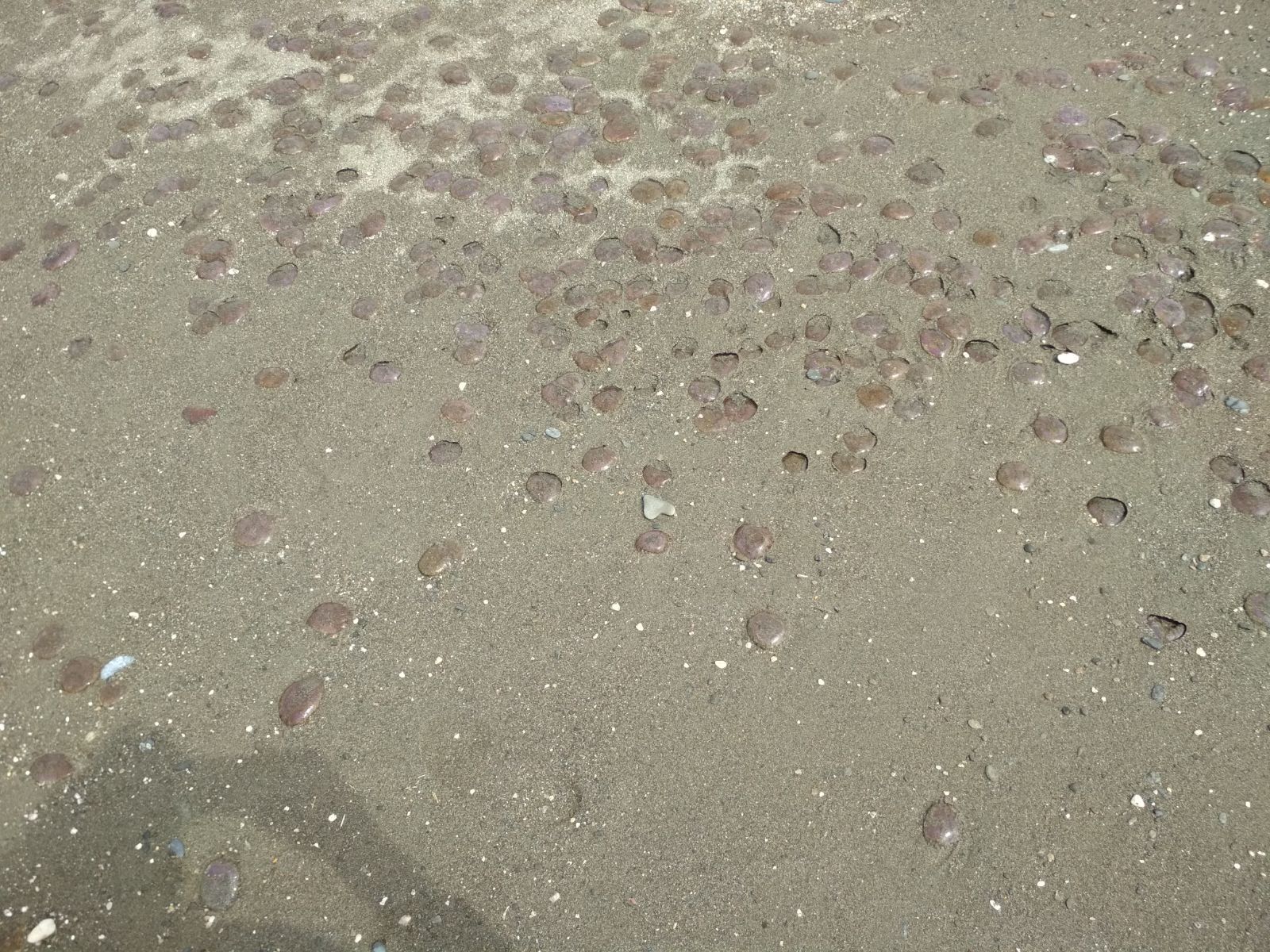 Plaga de medusas en una de las playas del litoral oriental
