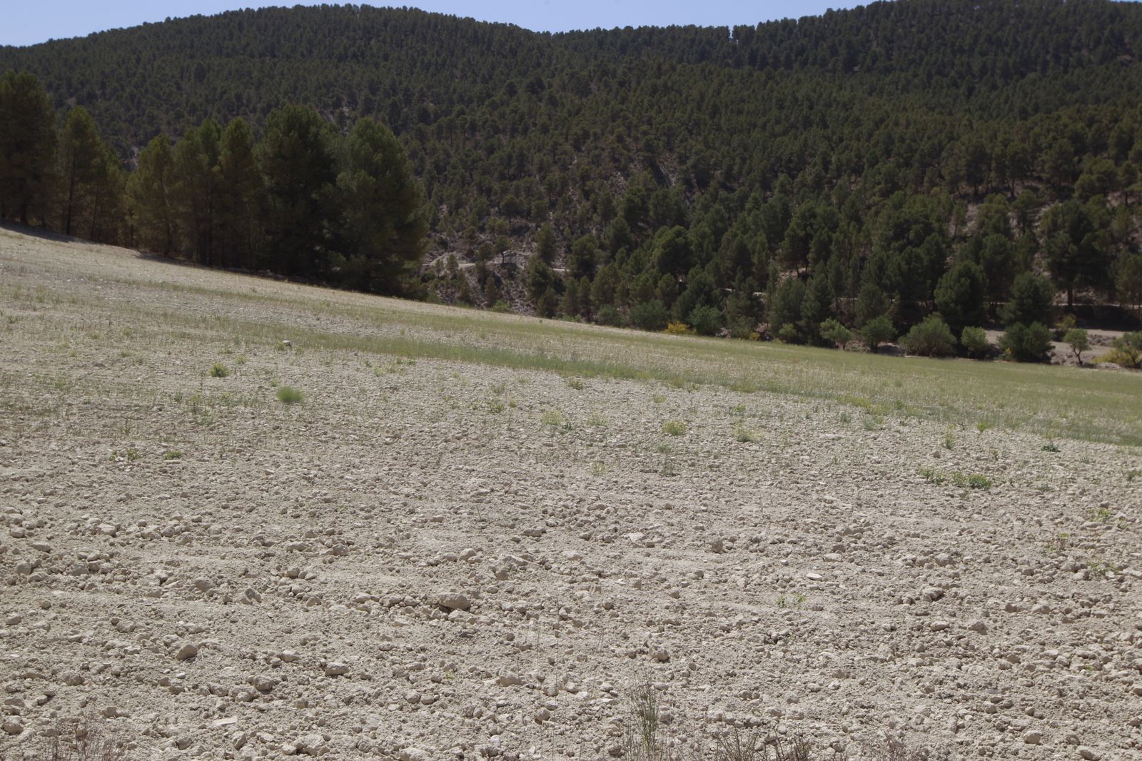 Imágenes de la sequía que golpea con dureza la producción de cereal en Los Vélez