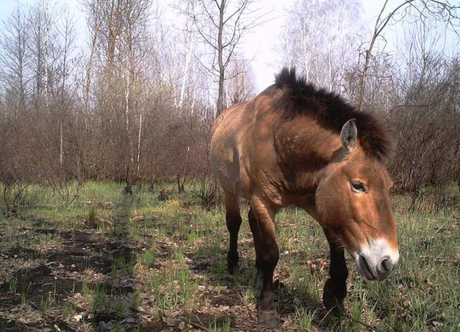 Un caballo de Przewalski en la Zona de Exclusión de Chenóbil.