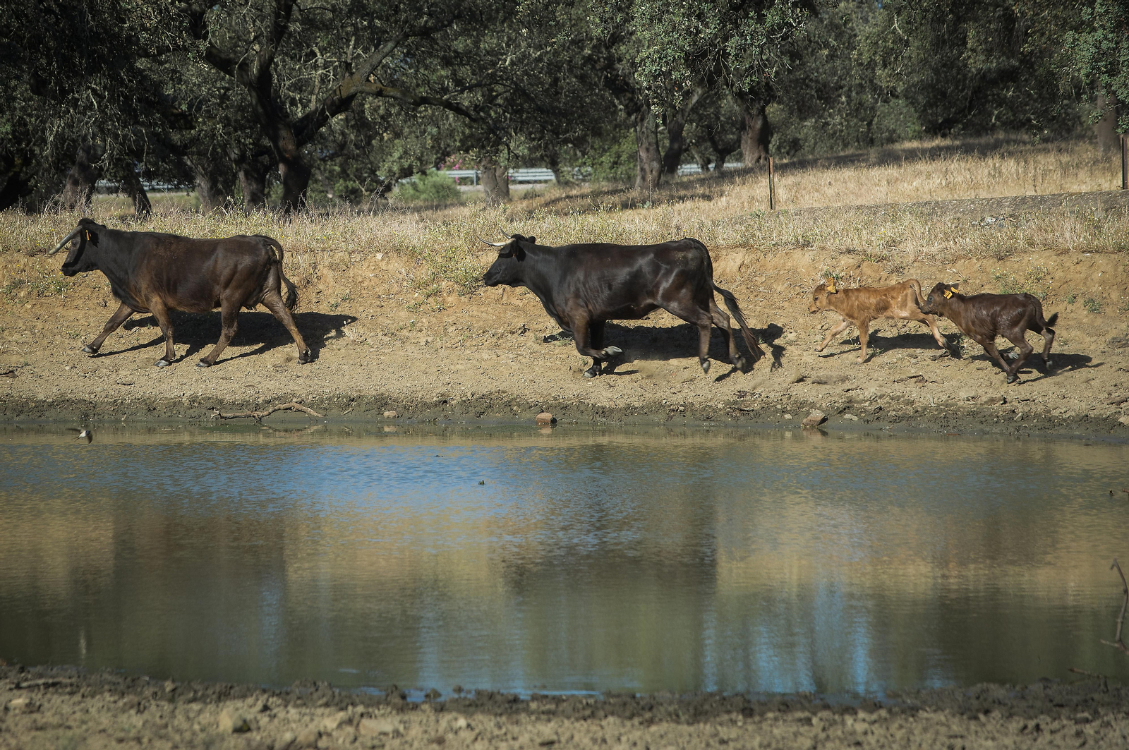 La sequía amenaza a la ganadería de toda Andalucía