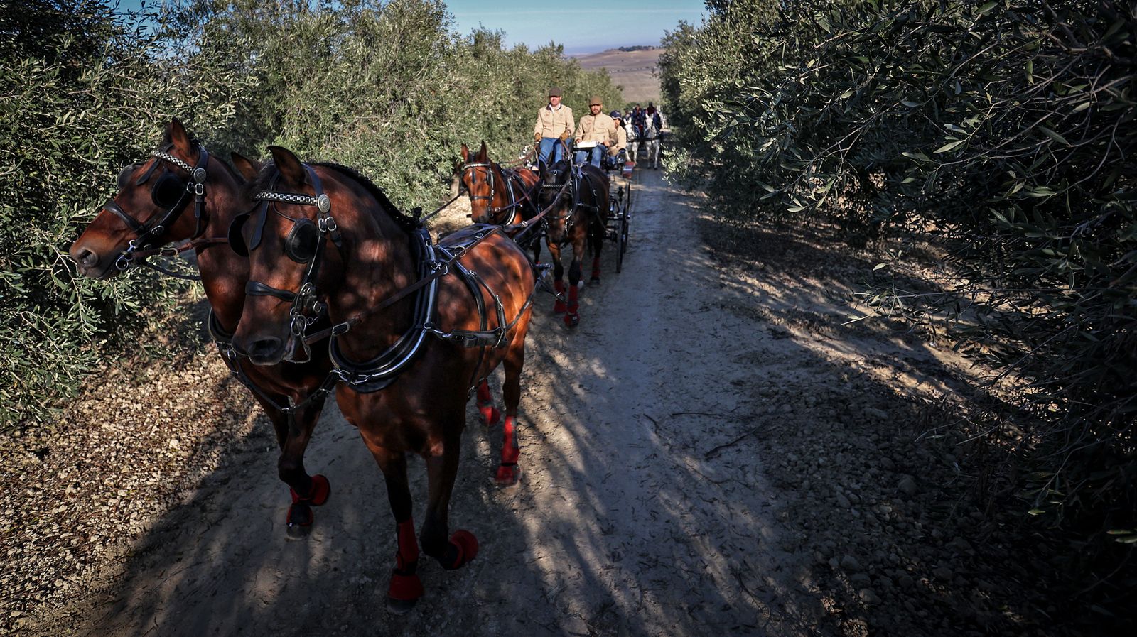 I Ruta de Carruajes Viñas de Jerez