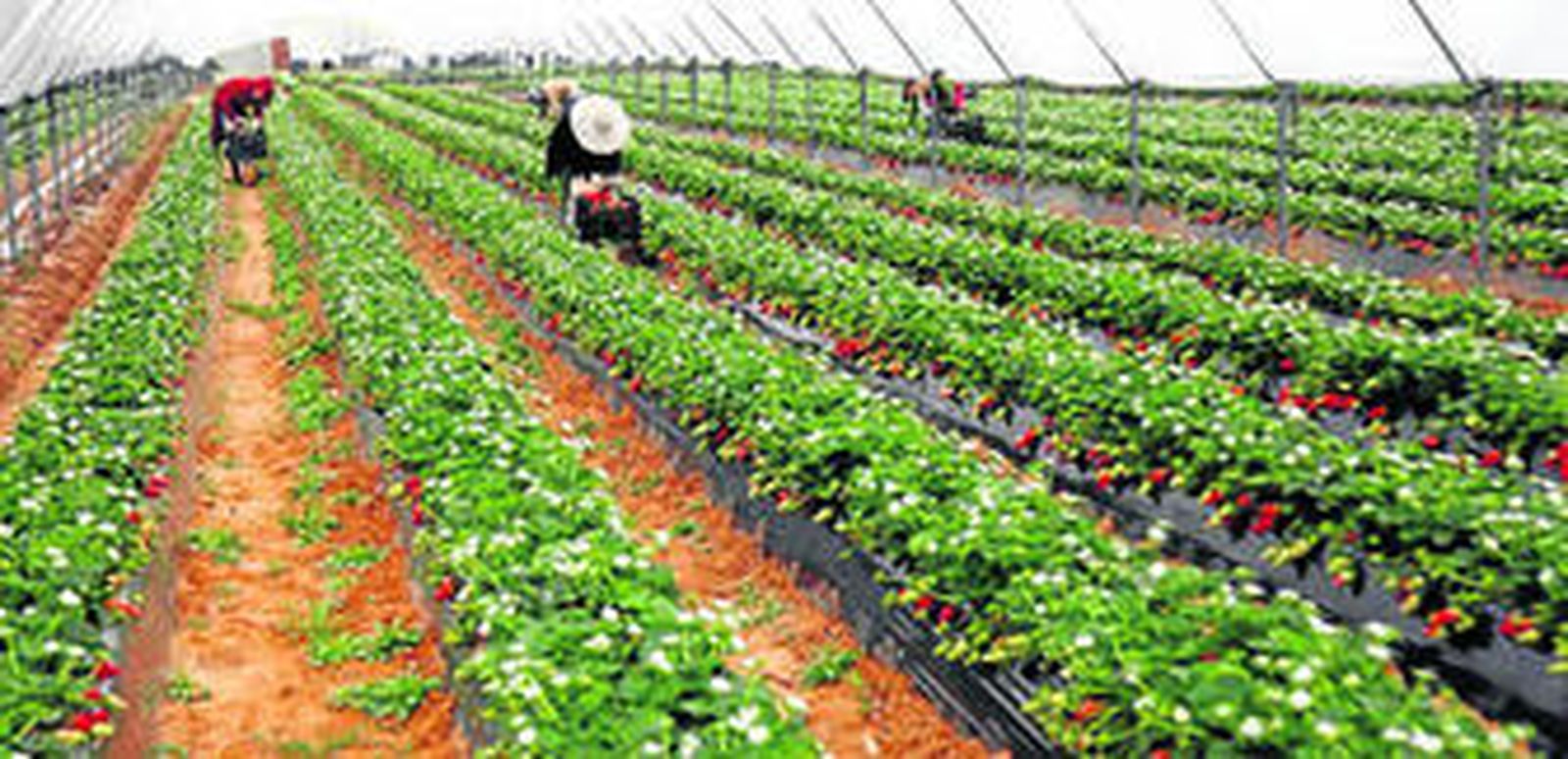 Trabajadoras del campo, en plena campaña de recogida de la fresa, en una explotación de la provincia de Huelva.