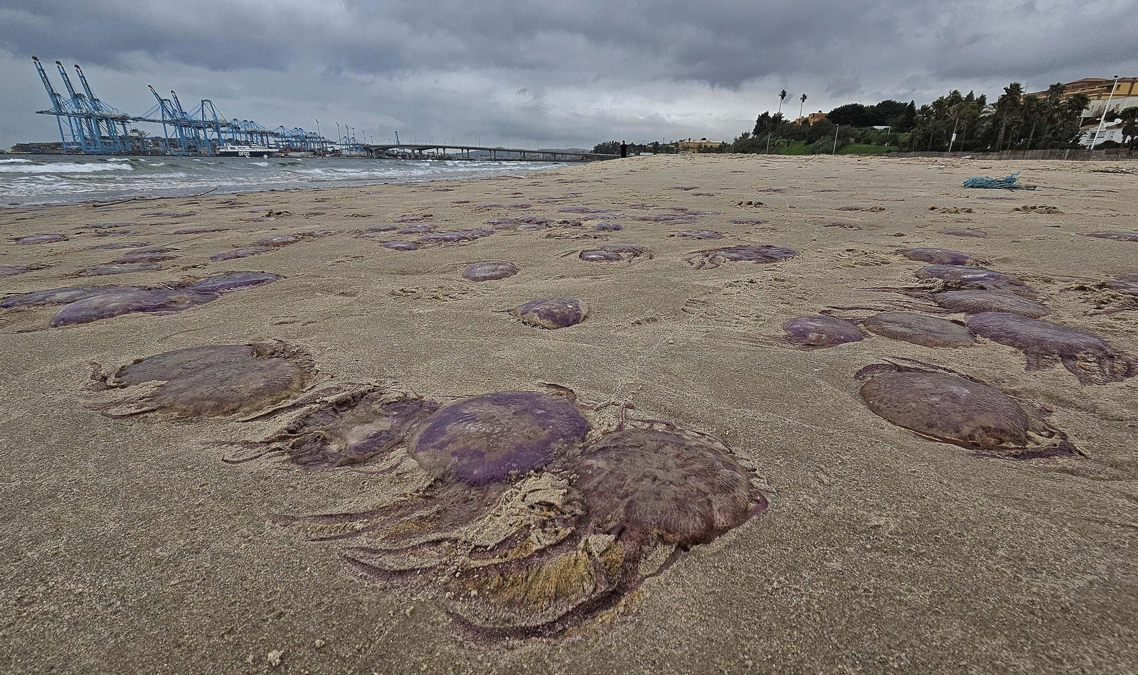 Fotos de las medusas en las playas de Algeciras