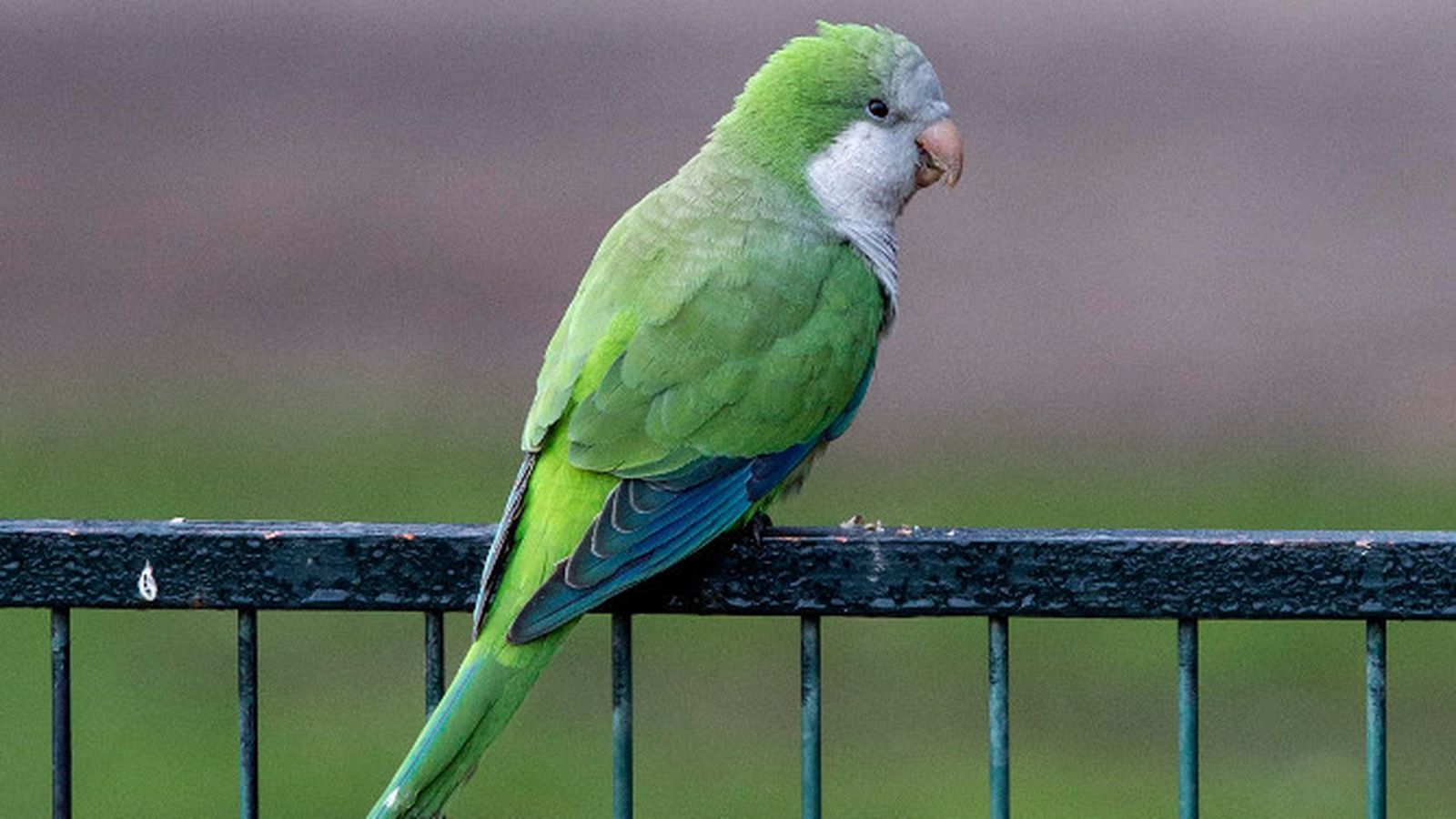 Una cotorra, en Almería