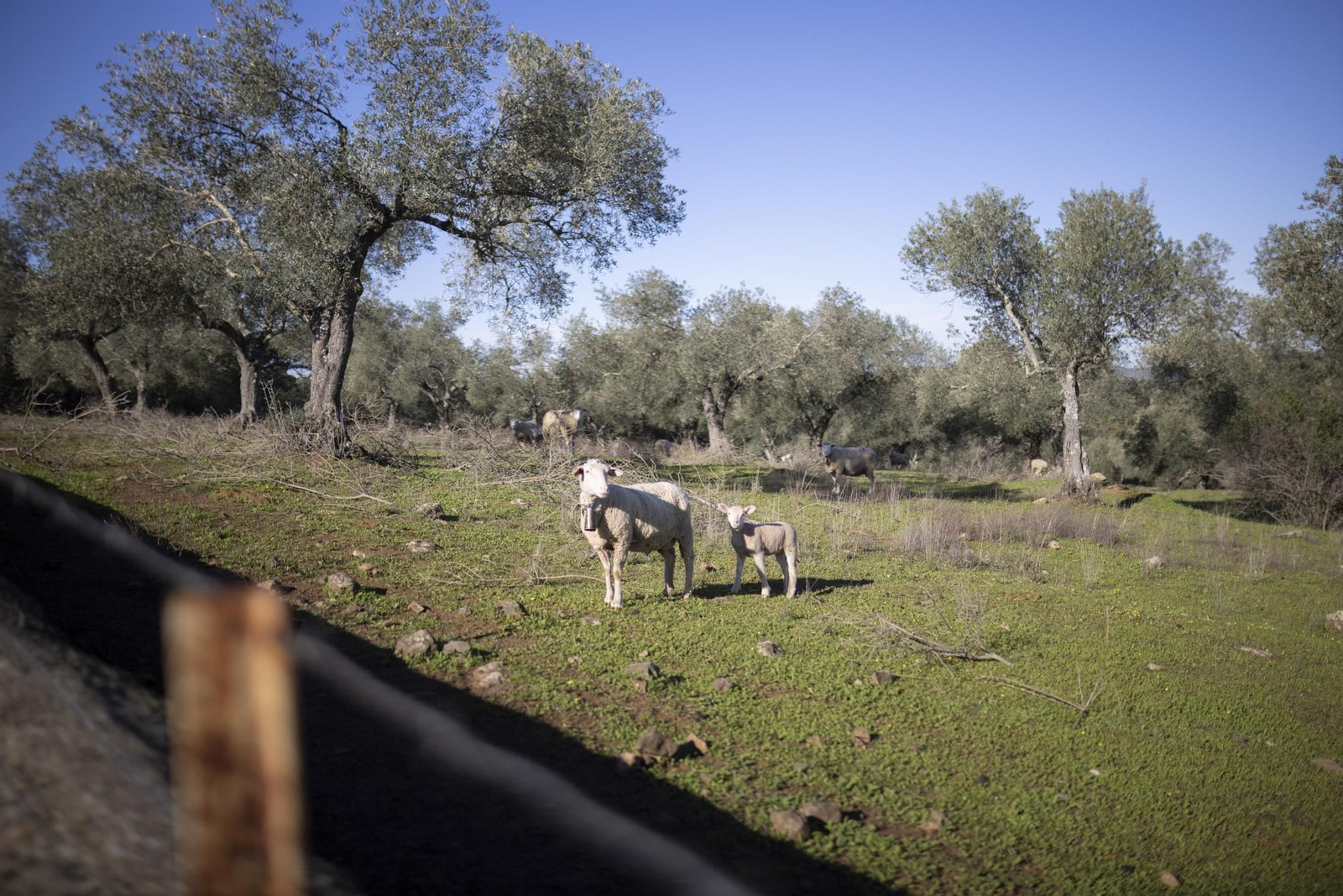 Imágenes de Cumbres de Enmedio