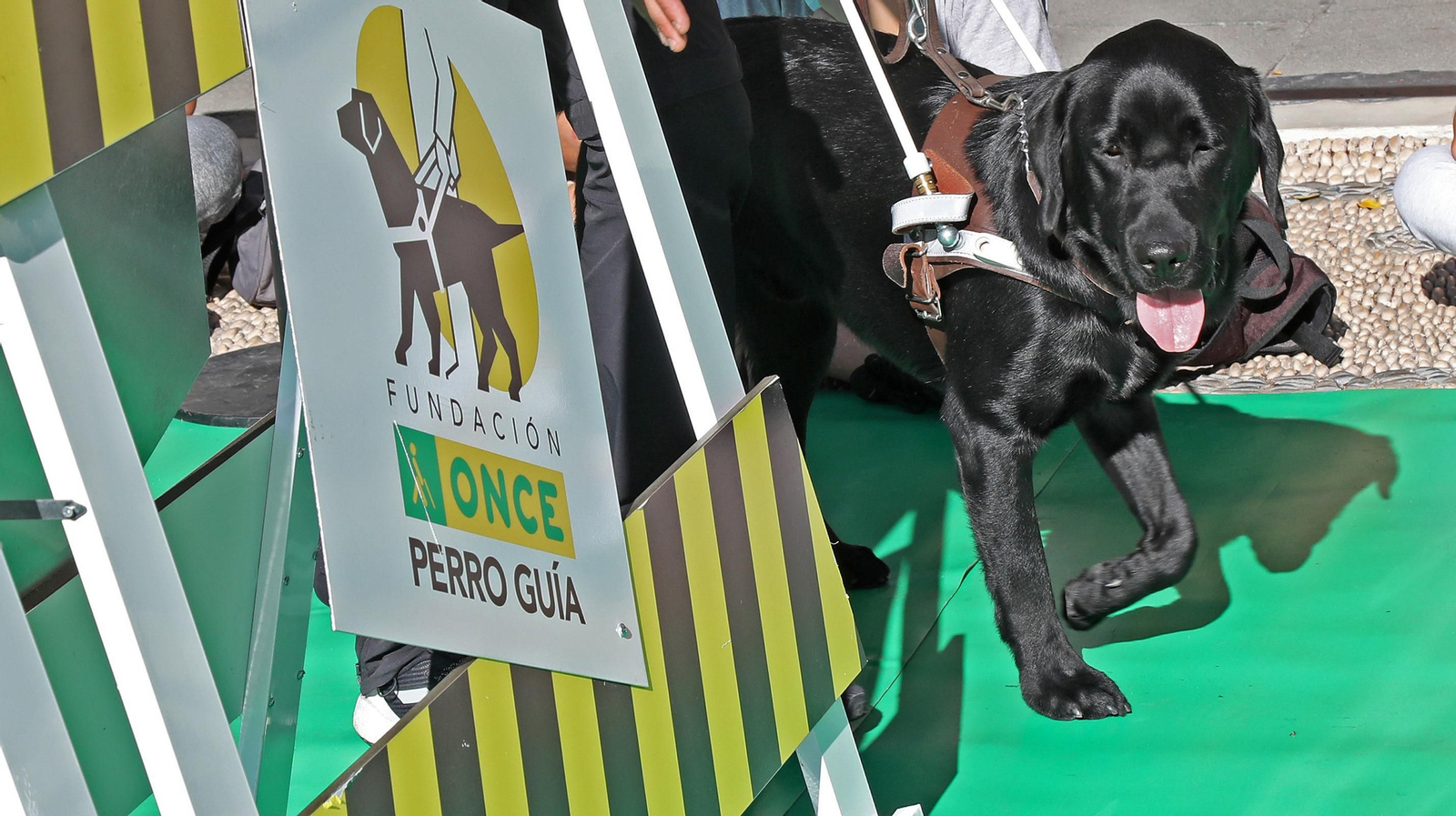 Exhibición en la plaza del Arenal del adiestramiento de perros guía de la ONCE