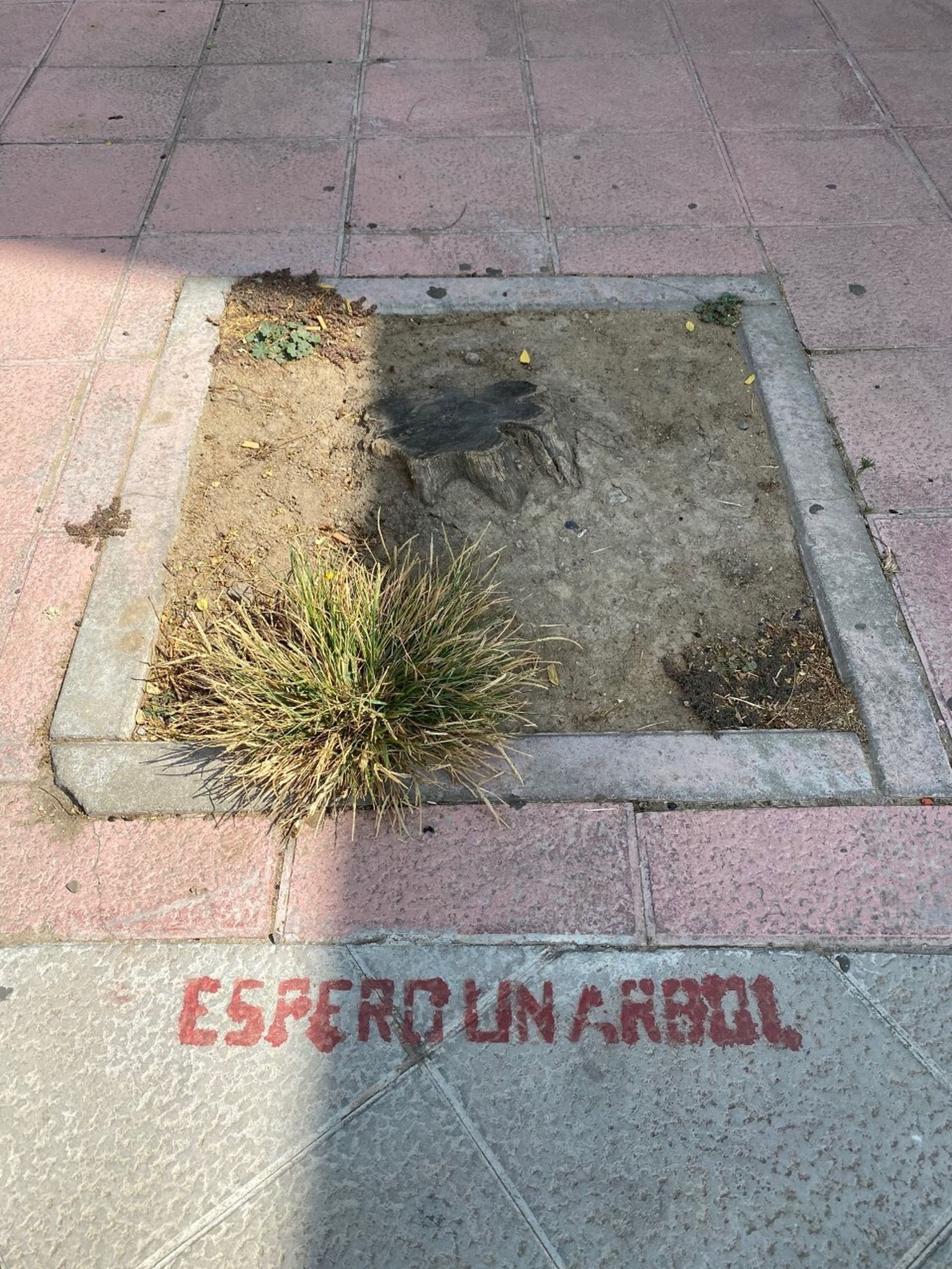 Un alcorque vacío en una calle de San Bernardo.