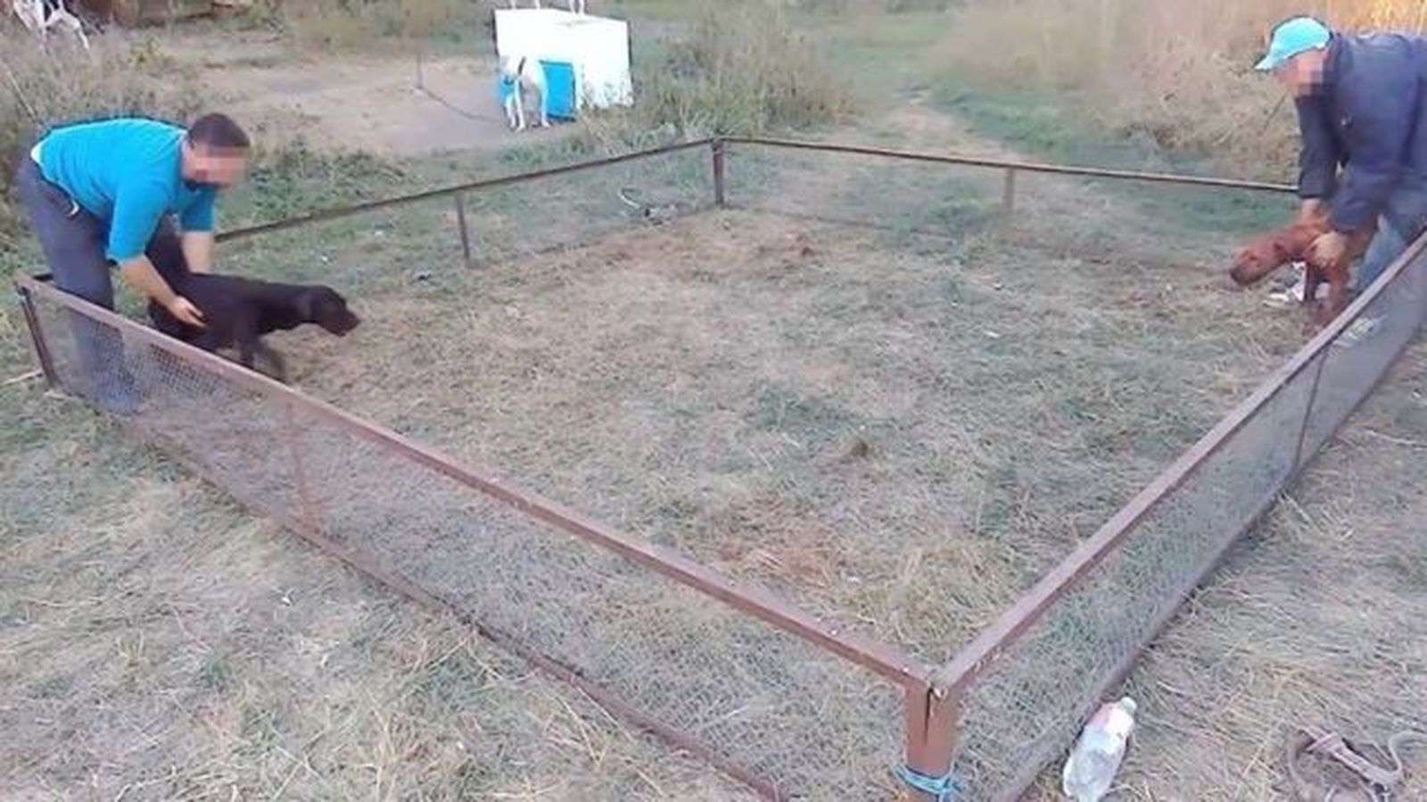 Las palabras topar, convencion y fiesta era la jerga que se usaba para la red de peleas ilegales de perros