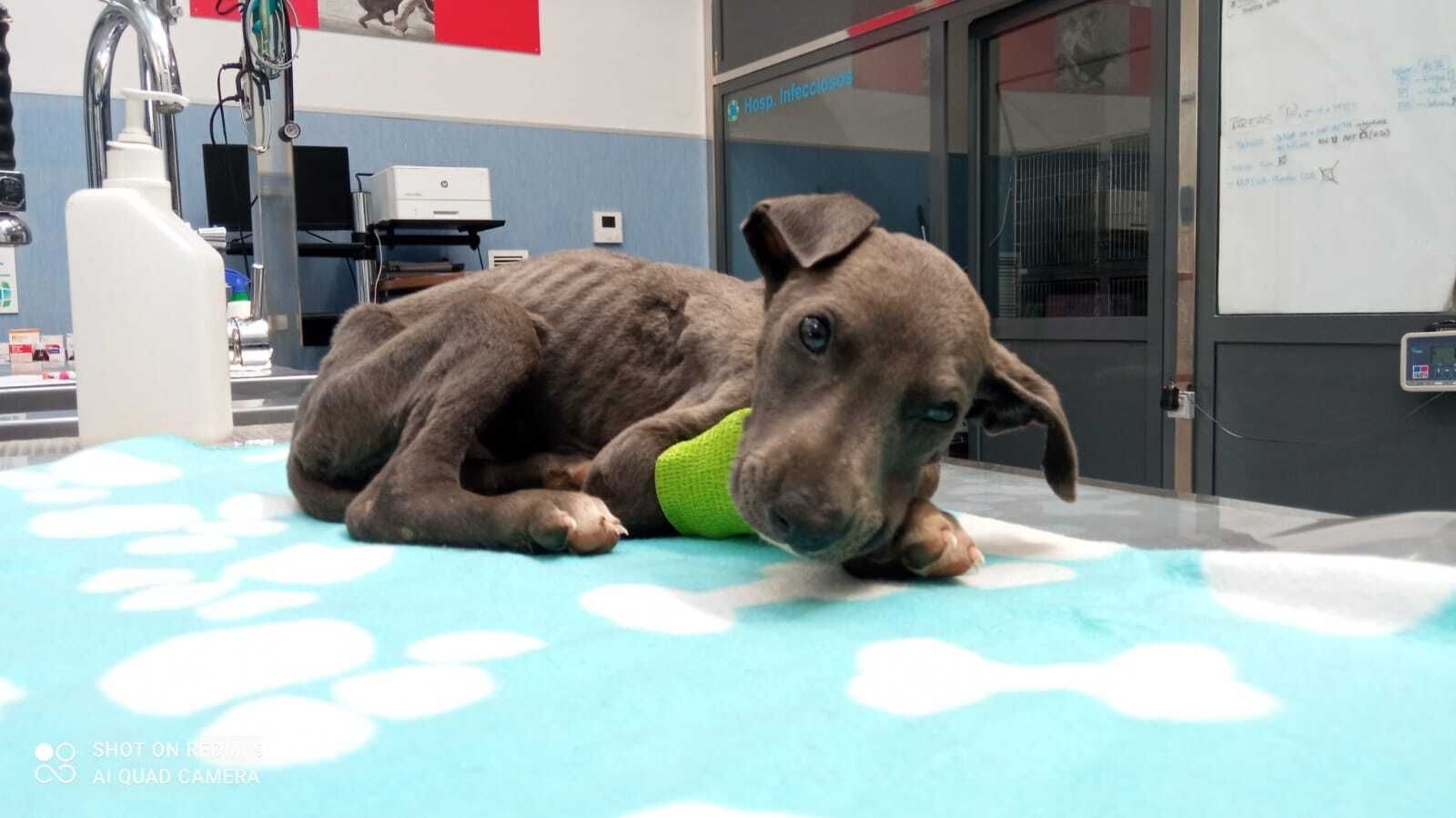 'Fighter', en el Hospital Veterinario de Puente Genil.