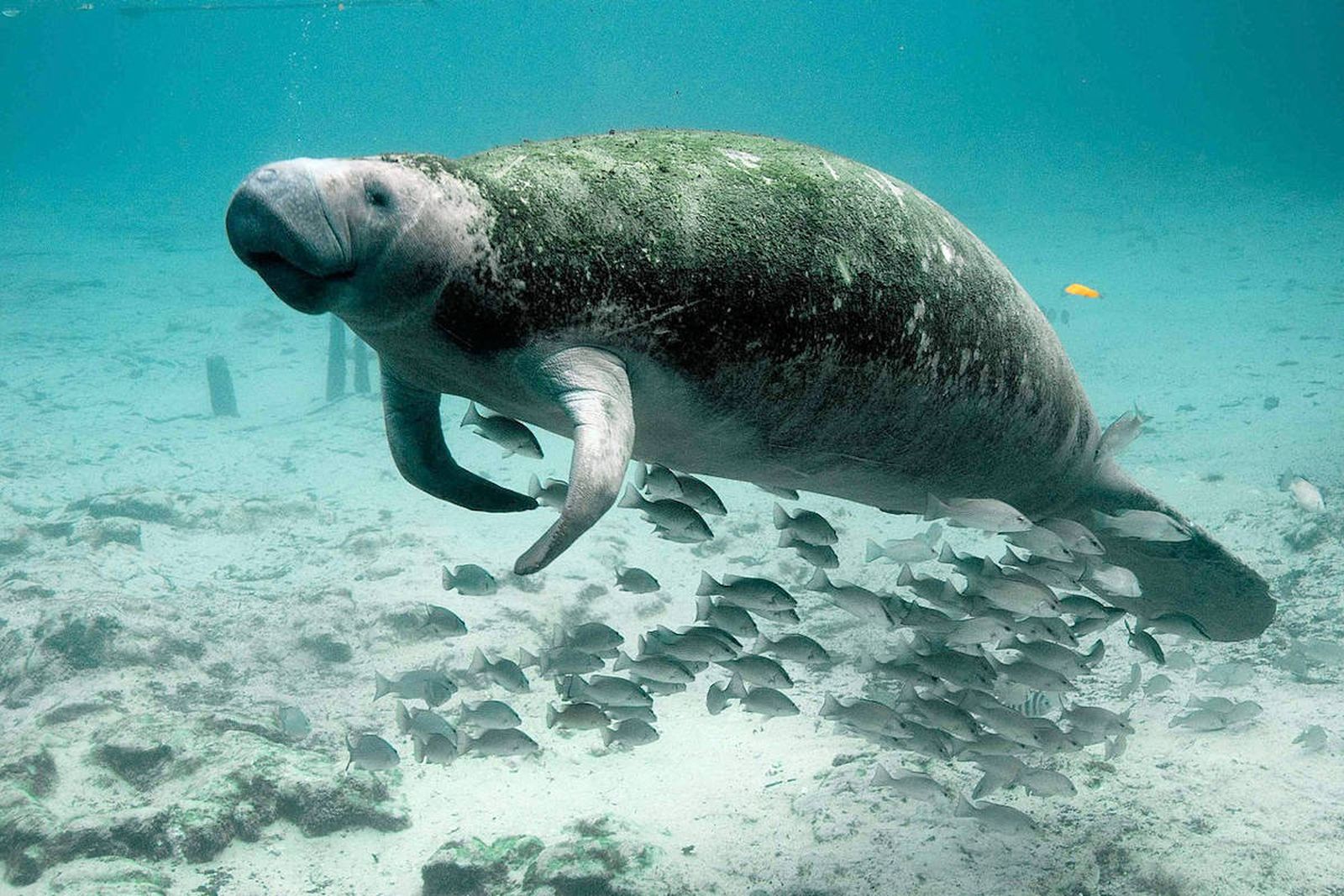 Asociaciones piden que el manatí vuelva a clasificarse en peligro de extinción en EEUU