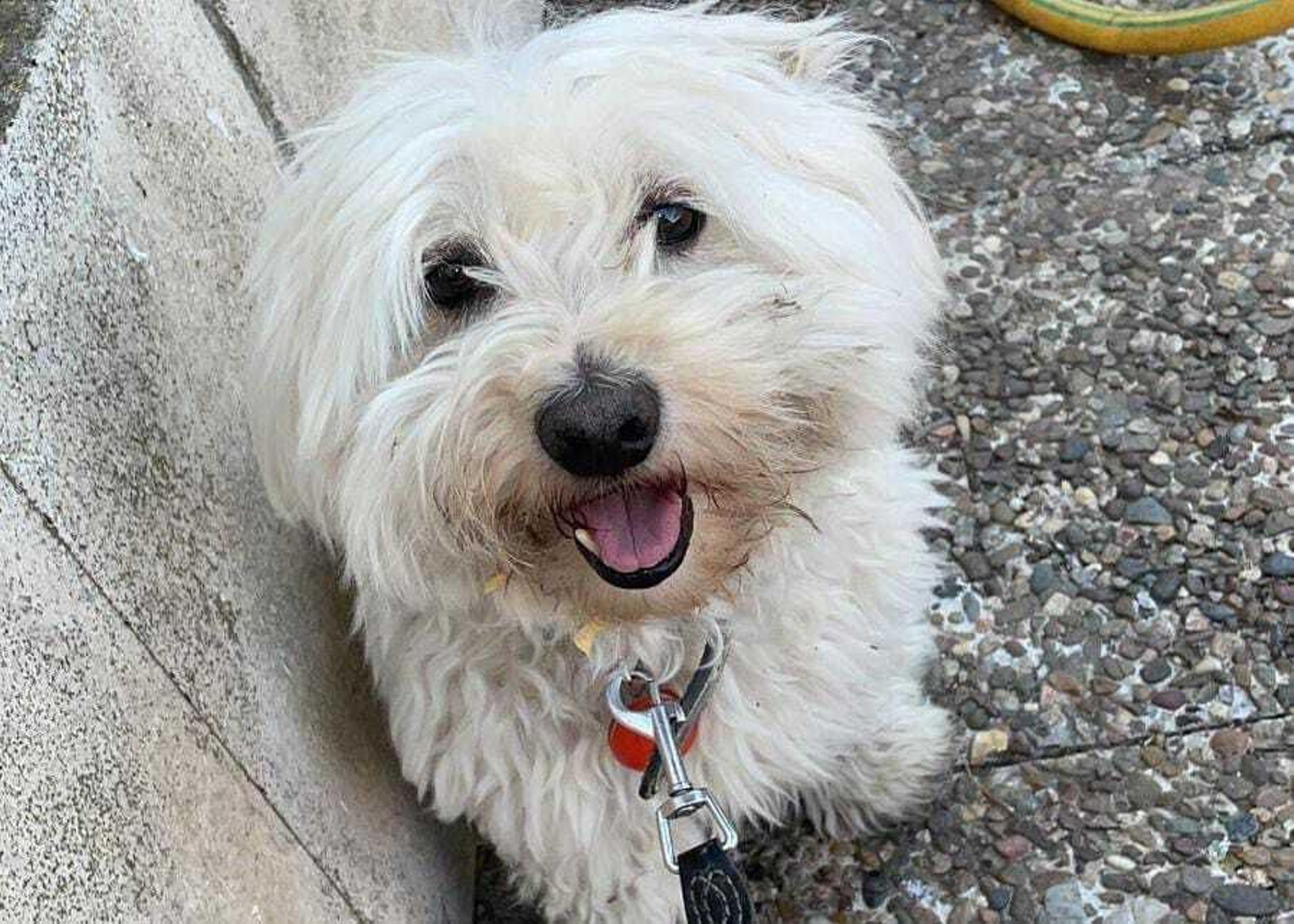 El perro recuperado por la Guardia Civil.