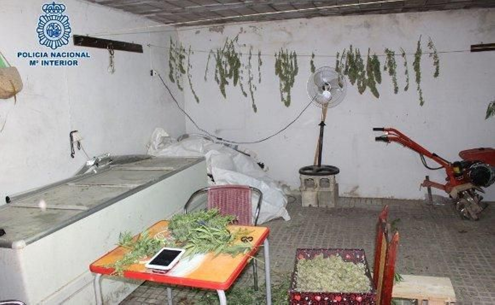 Desmantelan una plantación de marihuana en la Sierra de San Cristóbal