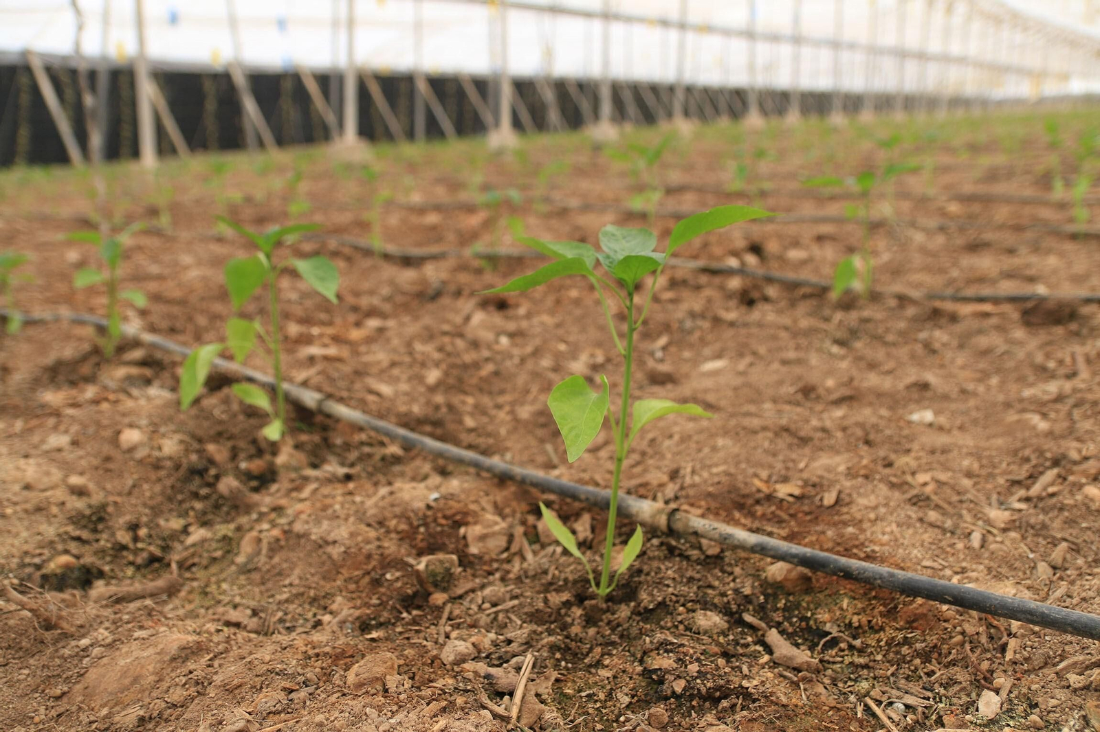 Vea los famosos pimientos tempranos de los campos de Dalías