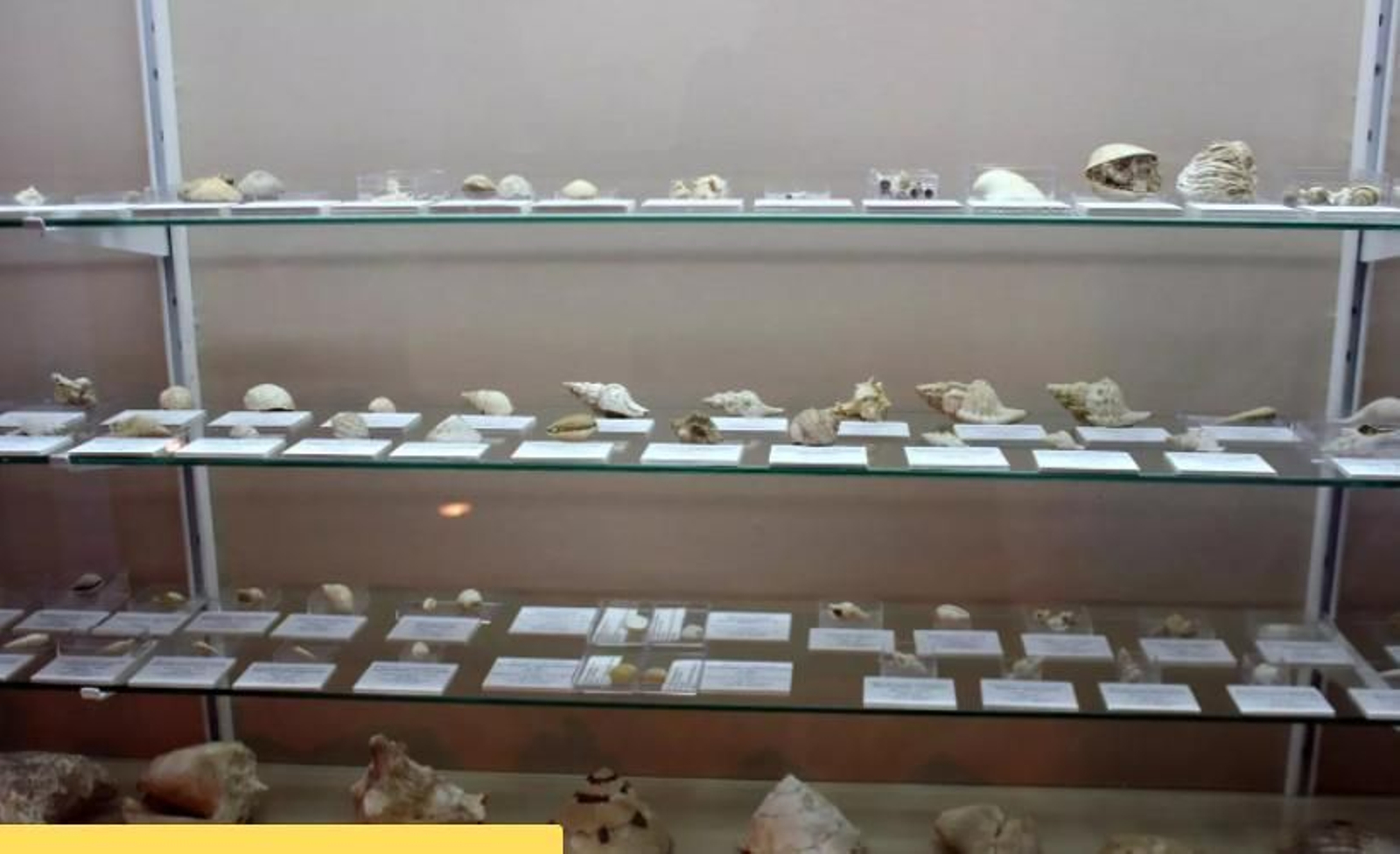 El Museo Paleontológico municipal