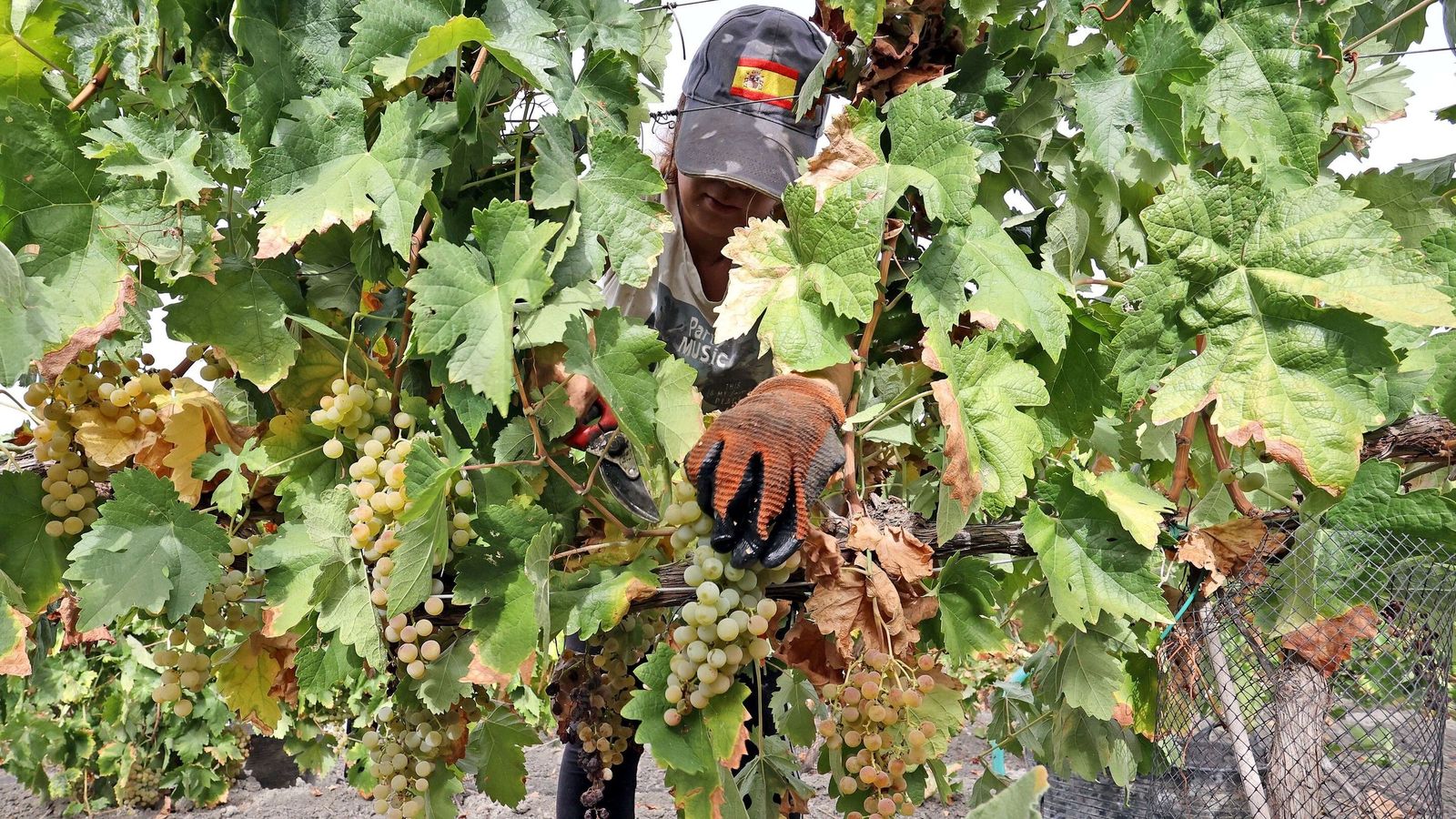 Recolección de la uva a mano en un viñedo.
