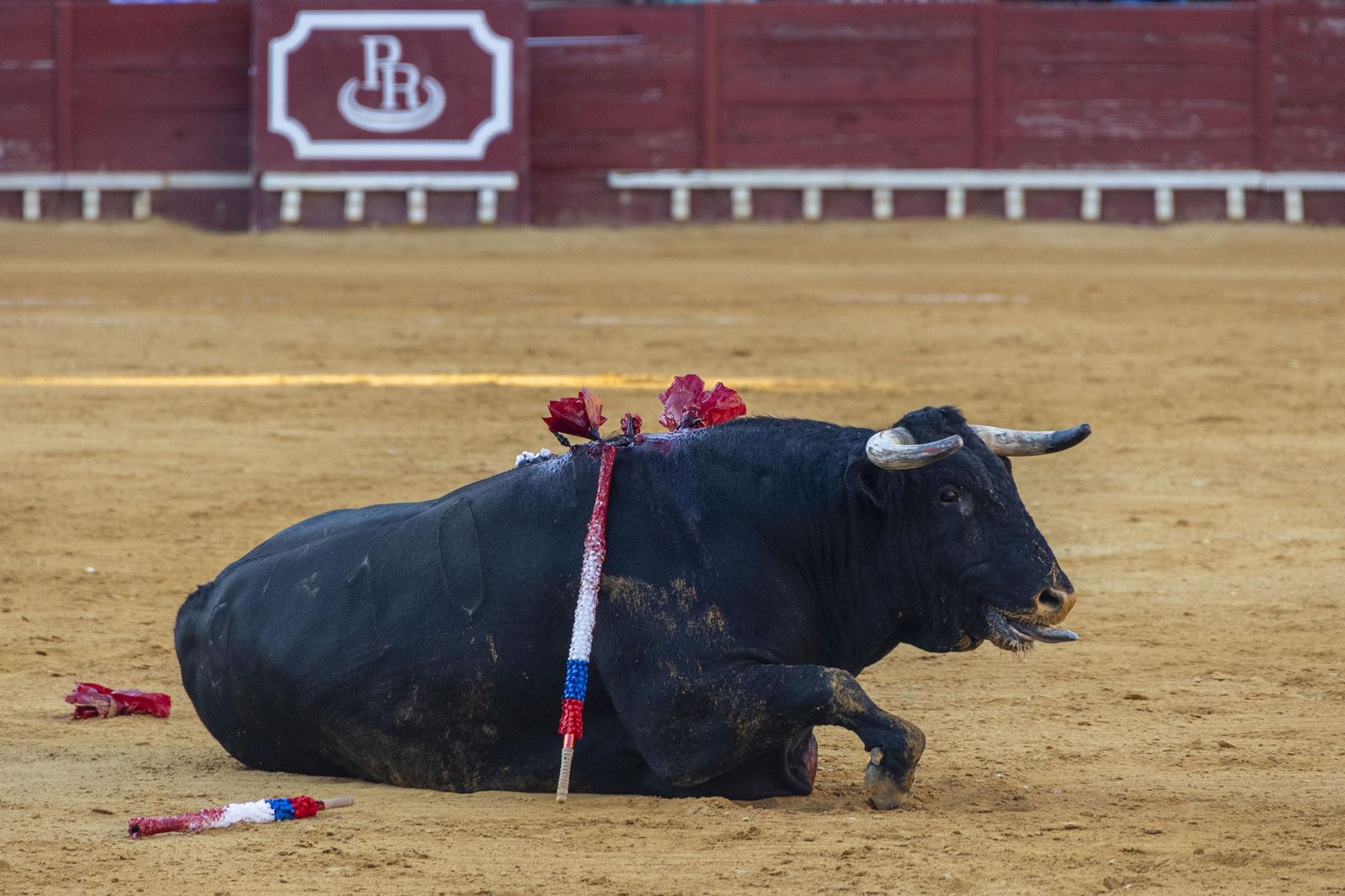 Las imágenes de la corrida de toros en El Puerto: puerta grande para Talavante