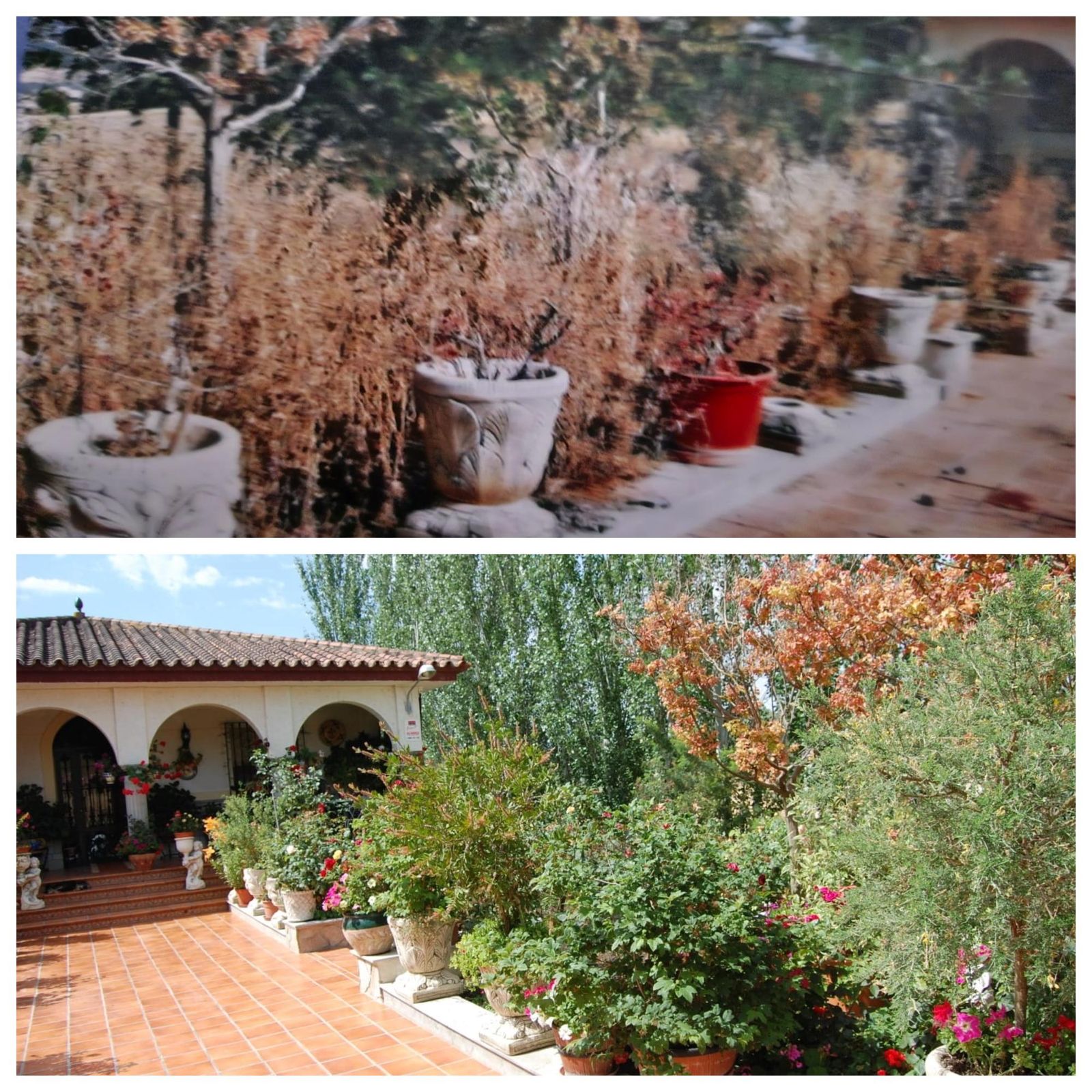 Arriba, estado de la casa actual a diferencia de cómo la cuidaban Antonio y Josefa