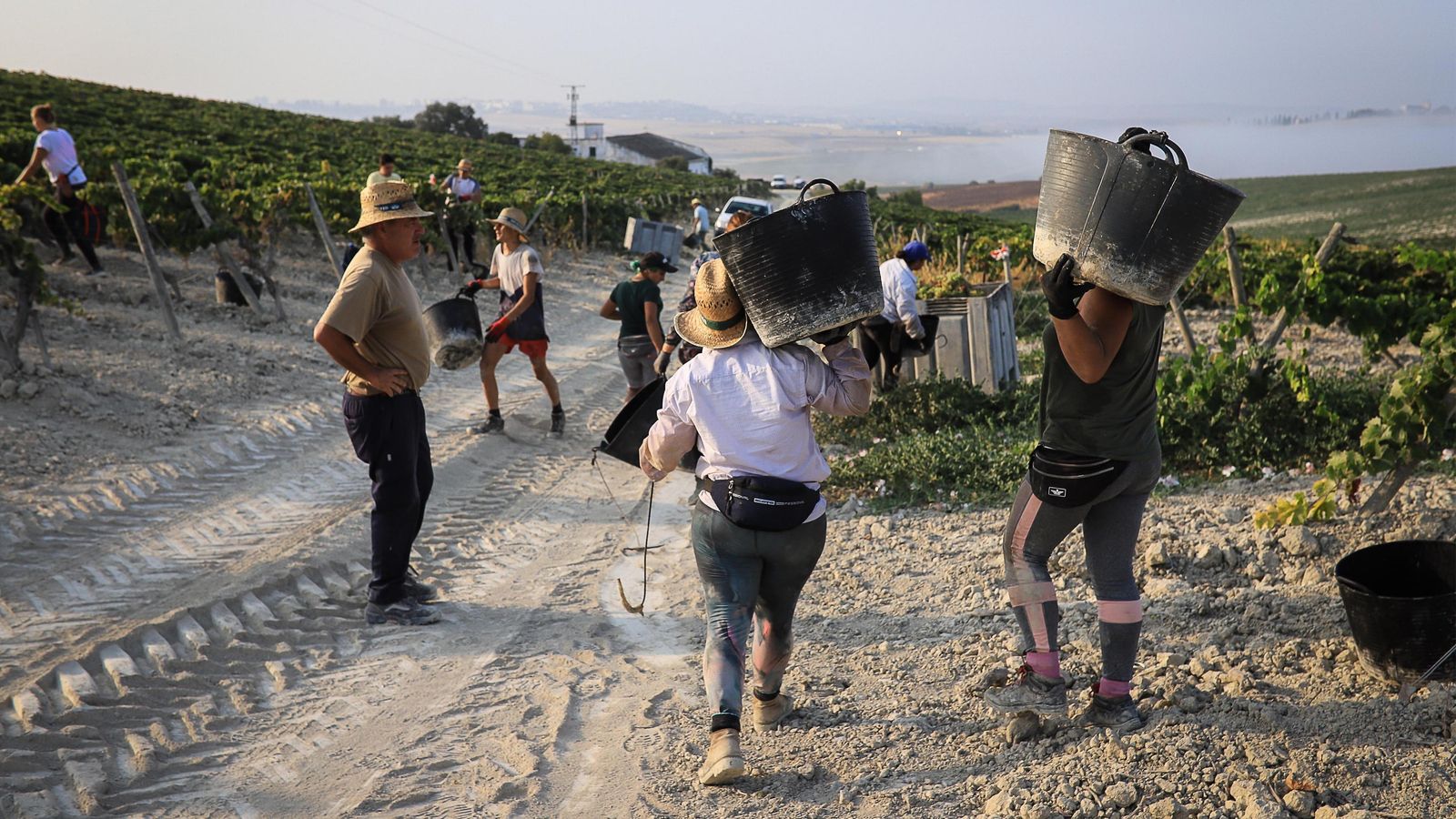 Varios vendimiadores, realizando sus labores.