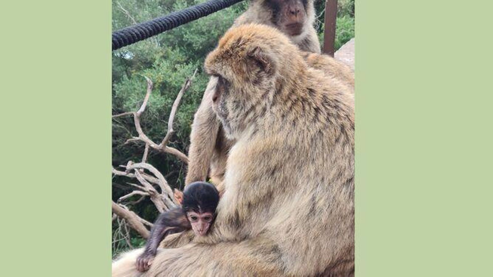 Macaco nacido en Gibraltar en 2023 con su madre
