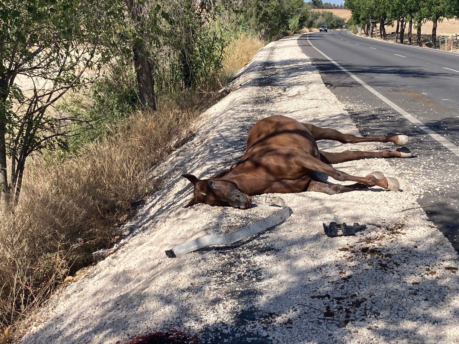 Uno de los caballos muertos en el accidente.
