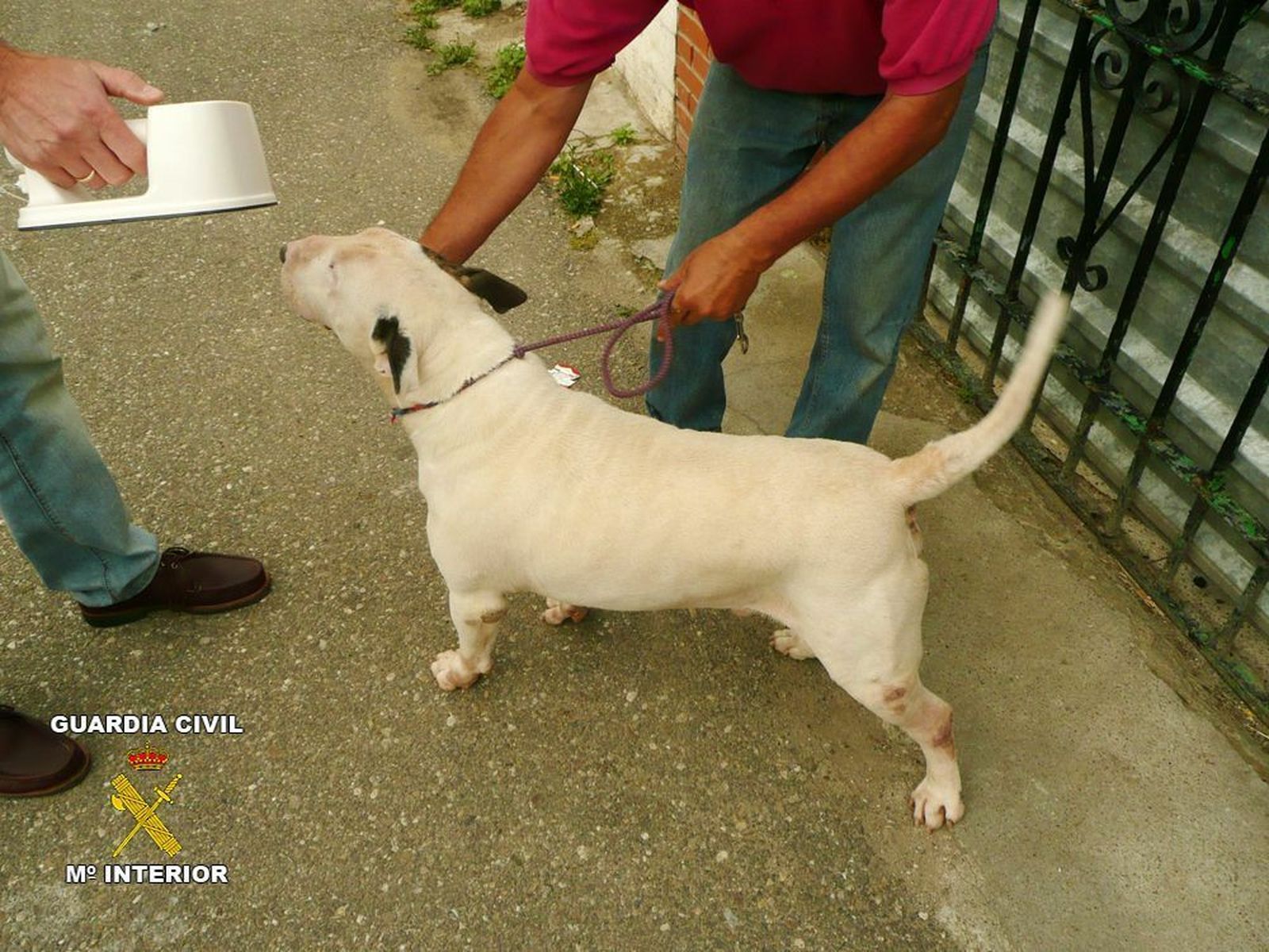 Una imagen de archivo de otro perro peligroso retirado por la Guardia Civil.
