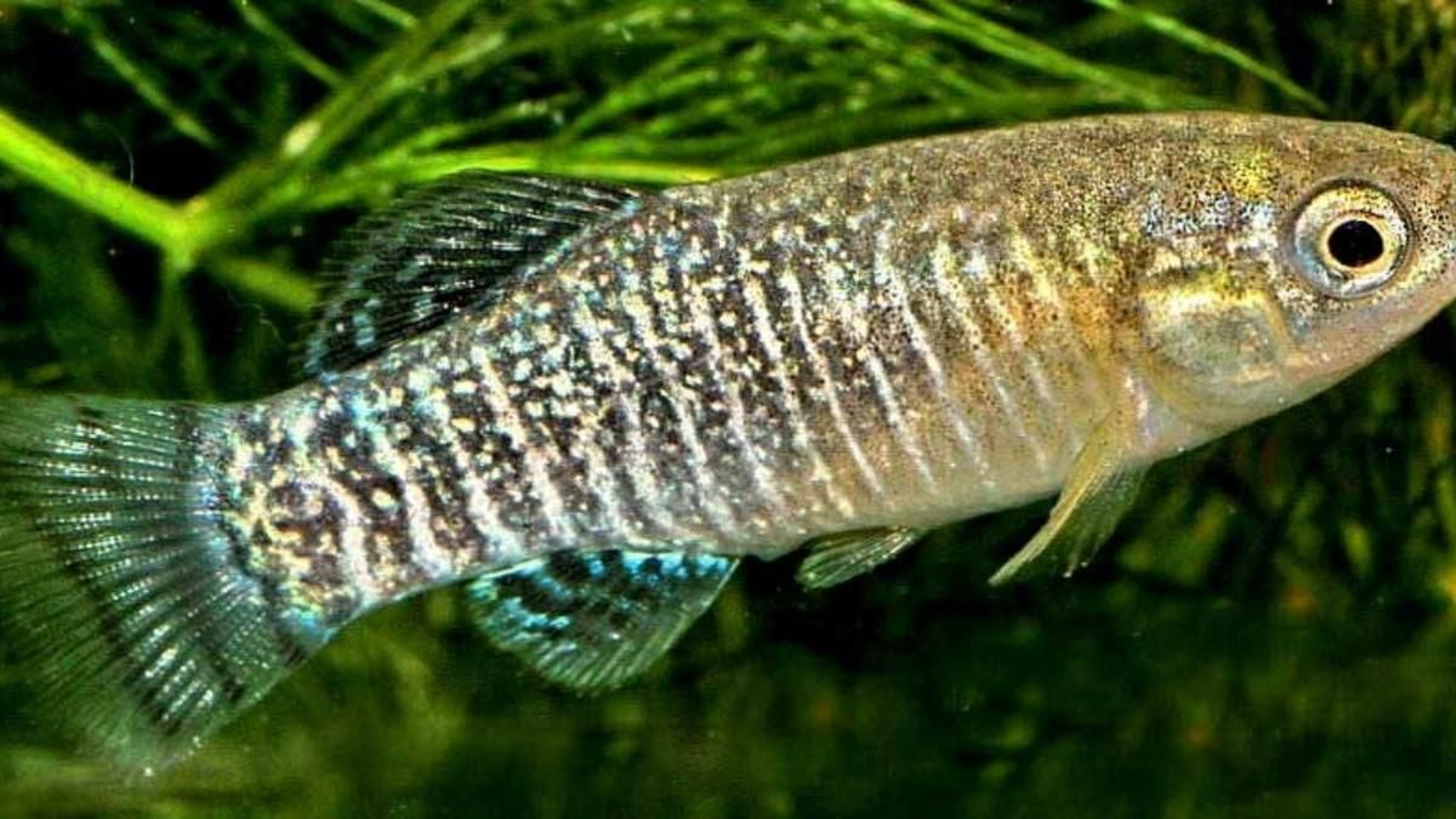 Así es el pez fartet.