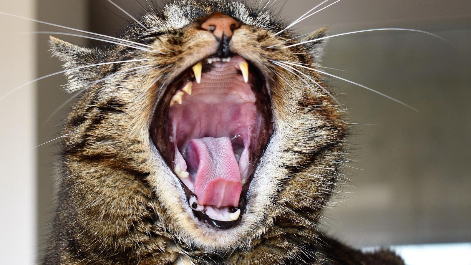 Más que mascotas: los problemas bucales en los gatos